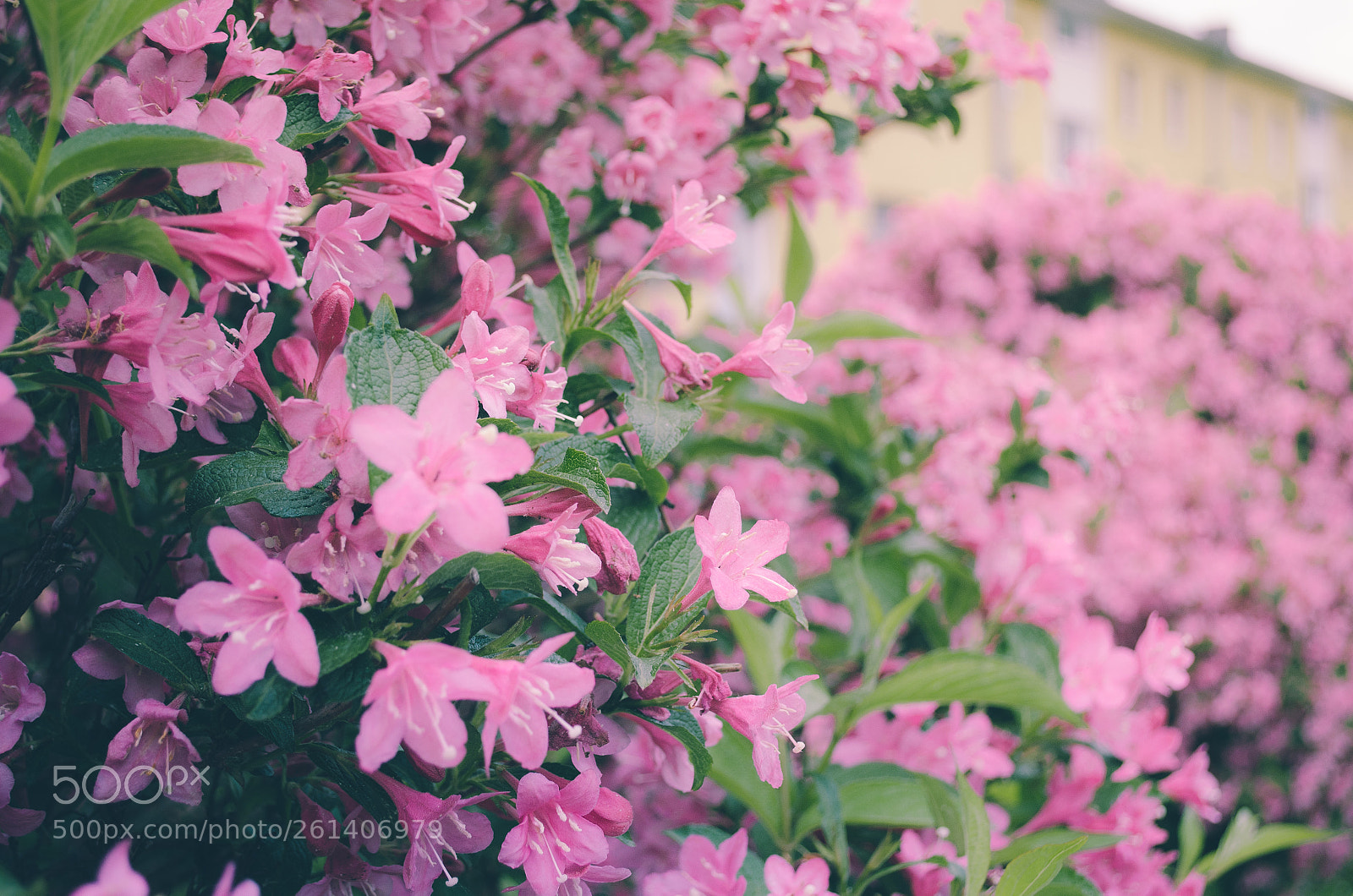 Nikon D5100 sample photo. Nature photography