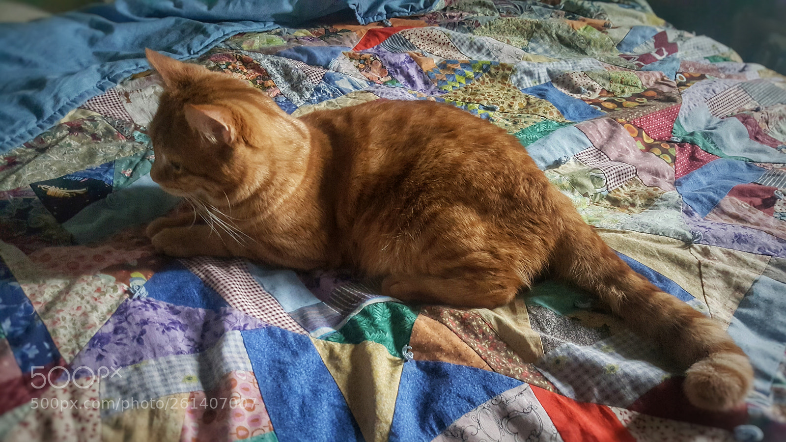 Samsung Galaxy Note5 sample photo. Orange tabby on handmade photography