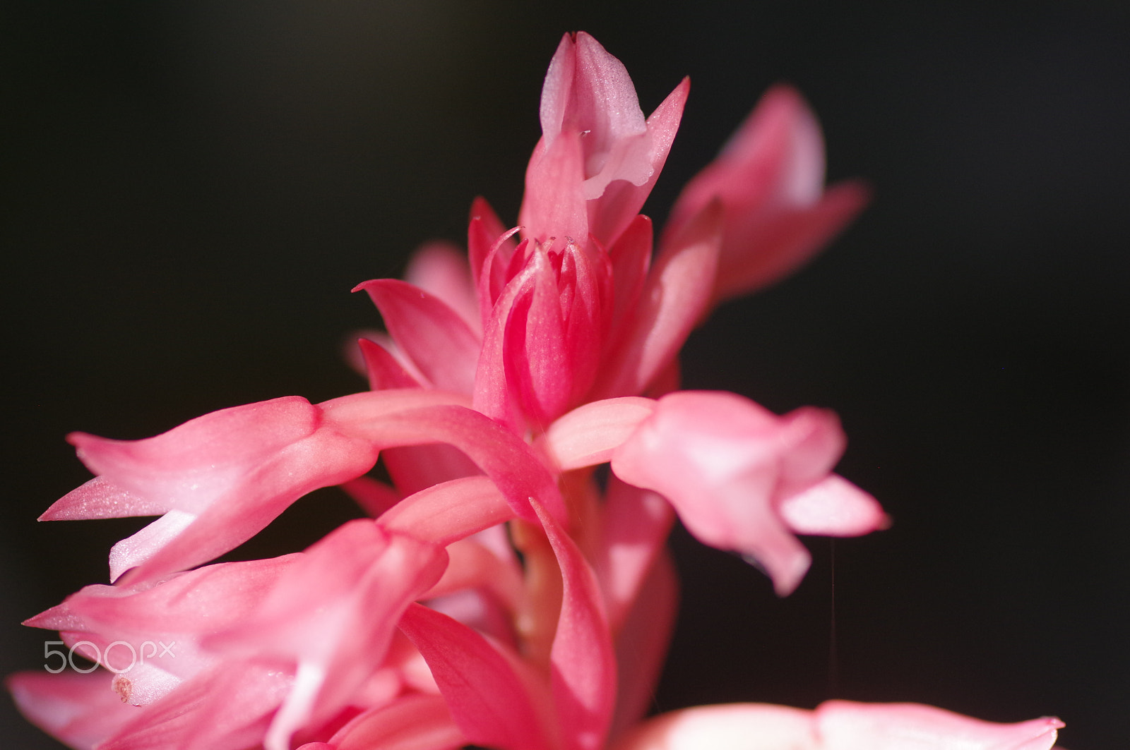 Pentax K-3 II + Pentax smc D-FA 100mm F2.8 Macro WR sample photo. Pink orchid photography