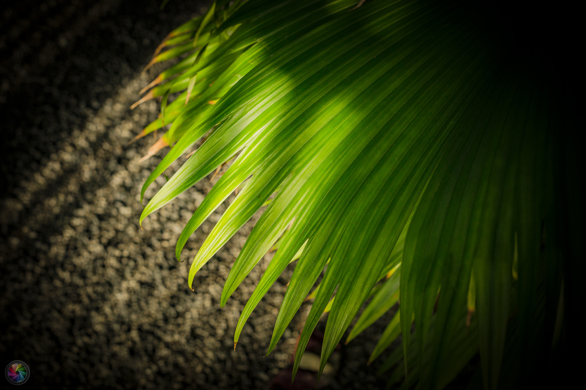 Sony a99 II sample photo. Botanischen gartens st.gallen - 89 photography