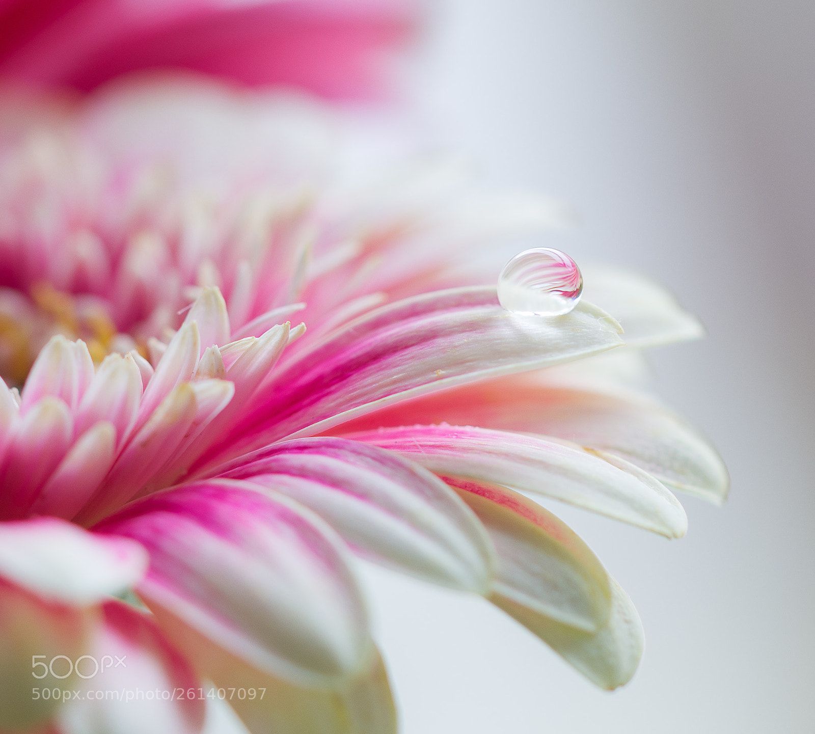 Nikon D7100 sample photo. -pearl- photography