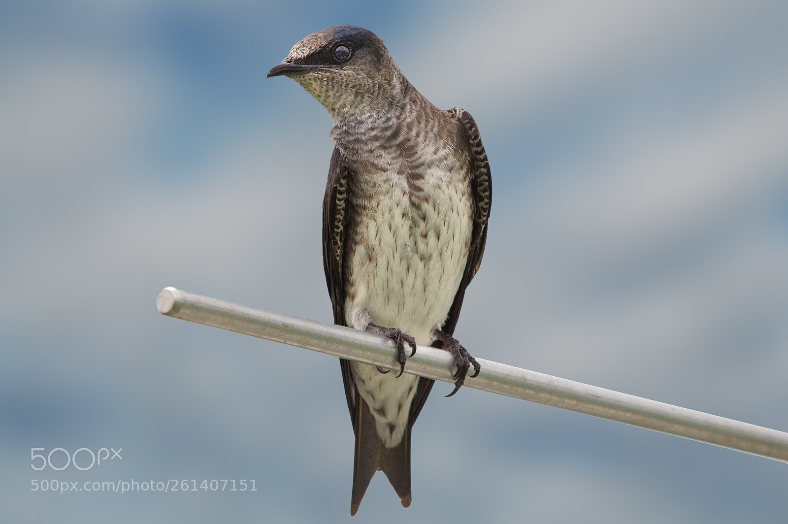 Nikon D40 sample photo. Female puple martin photography