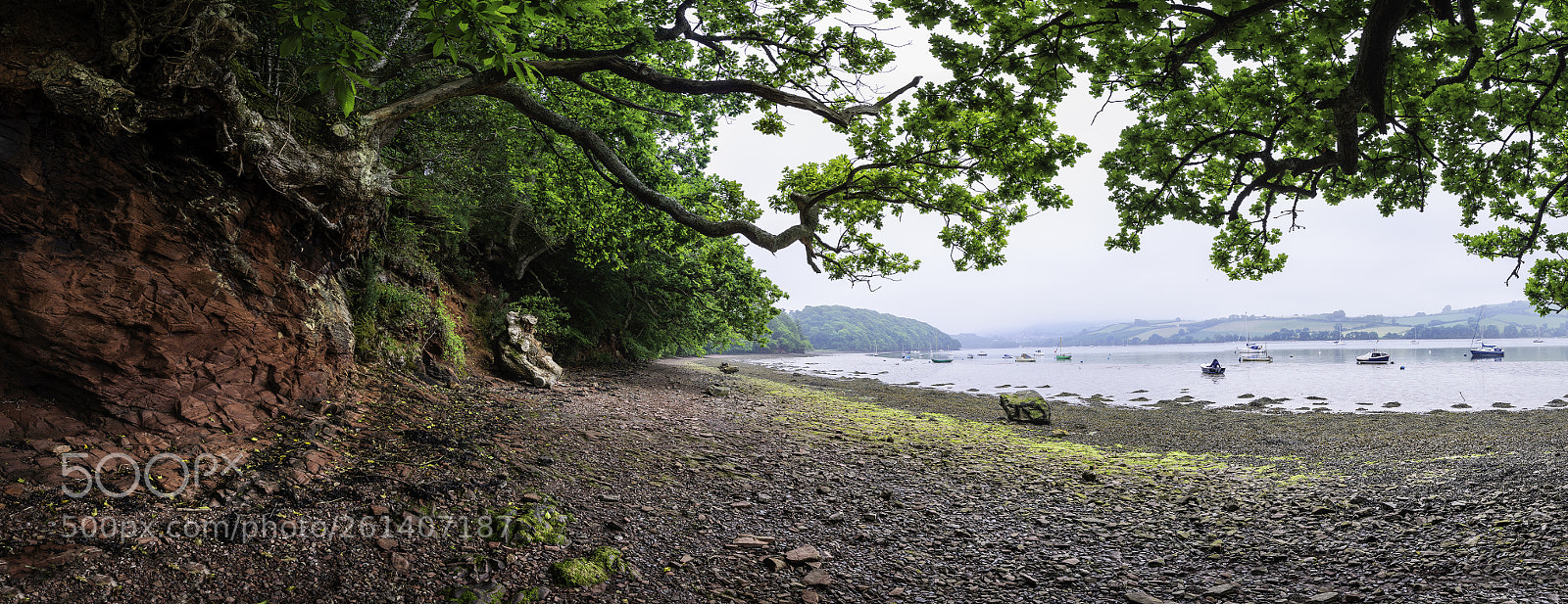 Nikon D610 sample photo. Where the forest meets photography