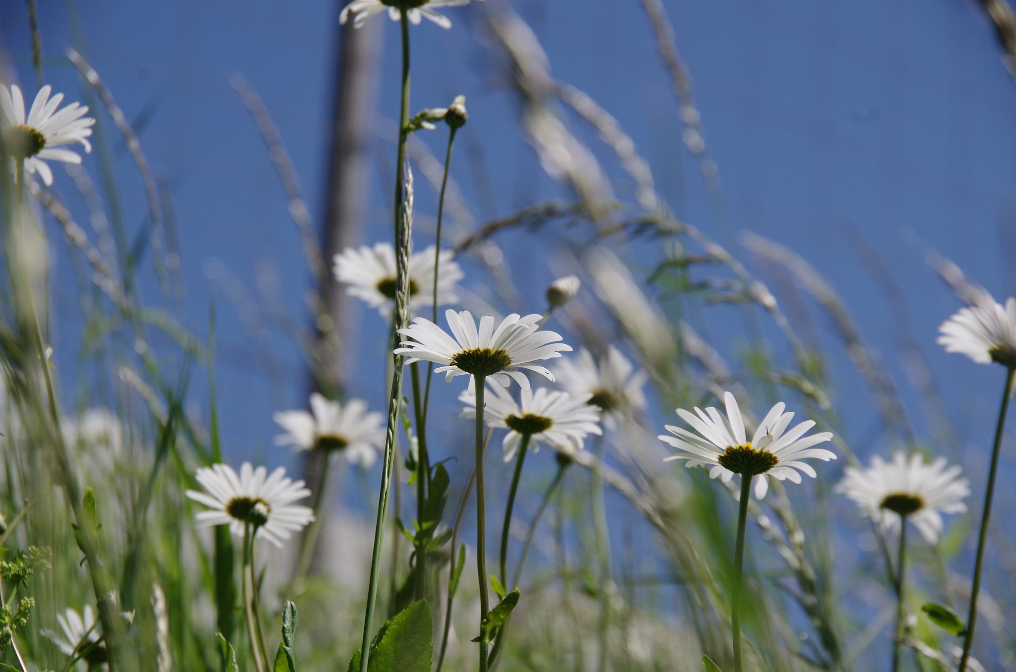 Pentax K-30 sample photo. Chamomiles photography