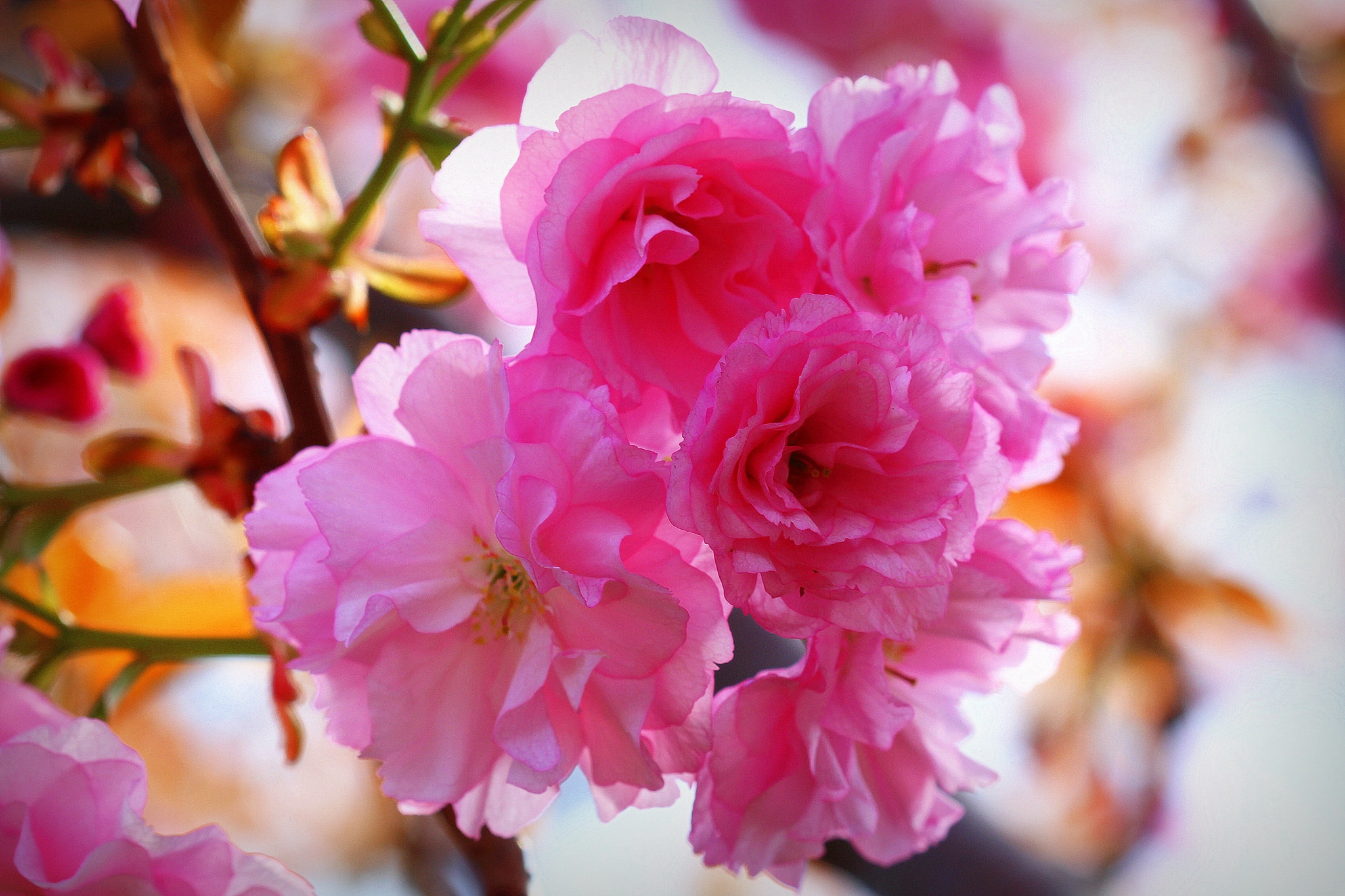 Canon EF 100mm F2.8 Macro USM sample photo. Yaz  geldi ... photography