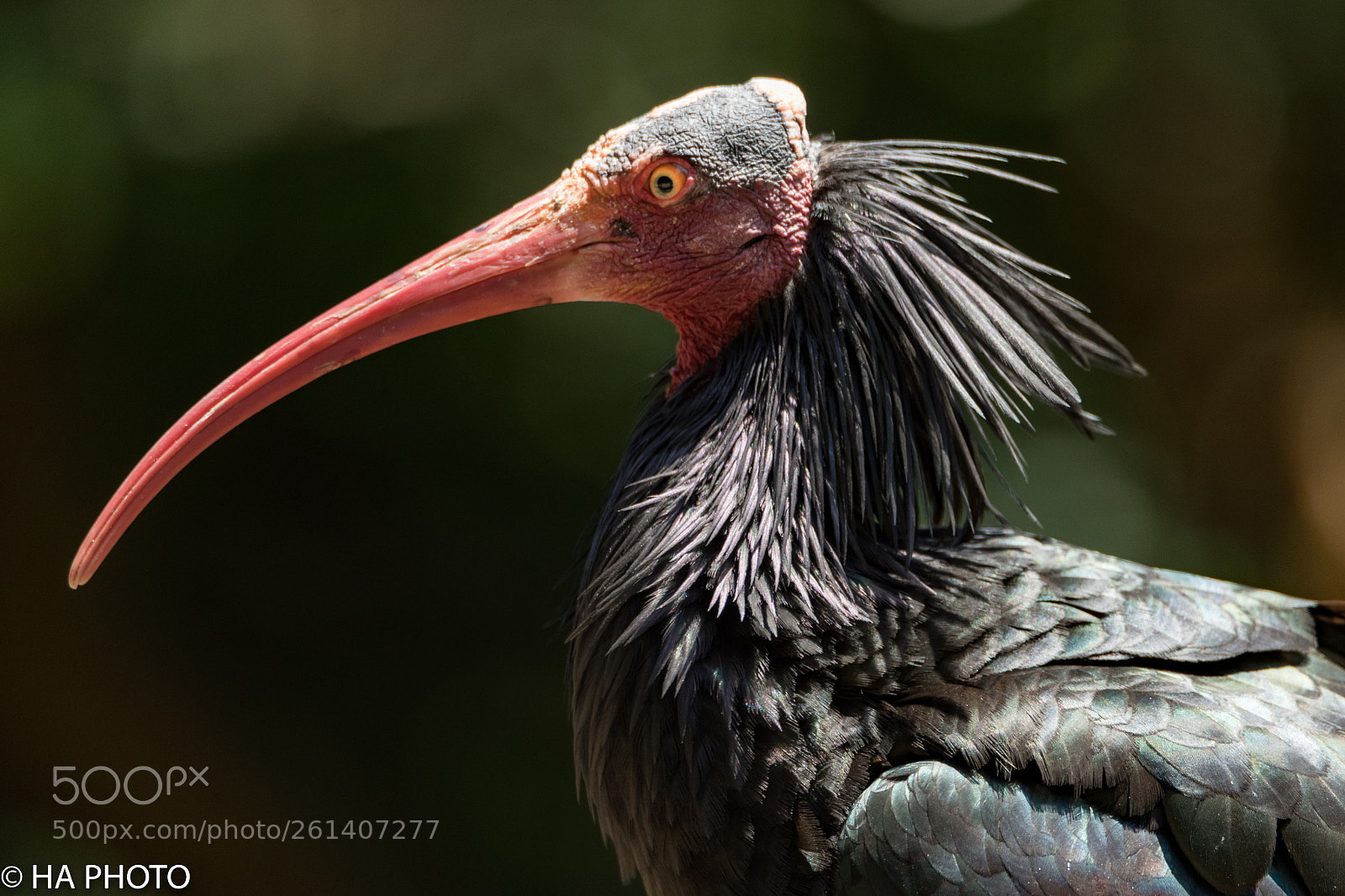 Nikon D850 sample photo. Waldrapp ibis photography