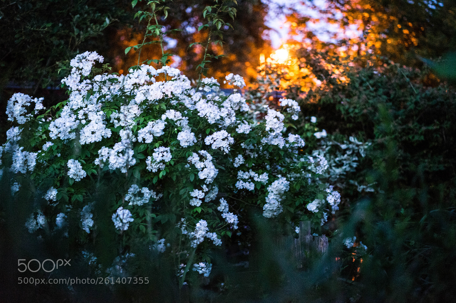 Sony a7 II sample photo. Dsc photography