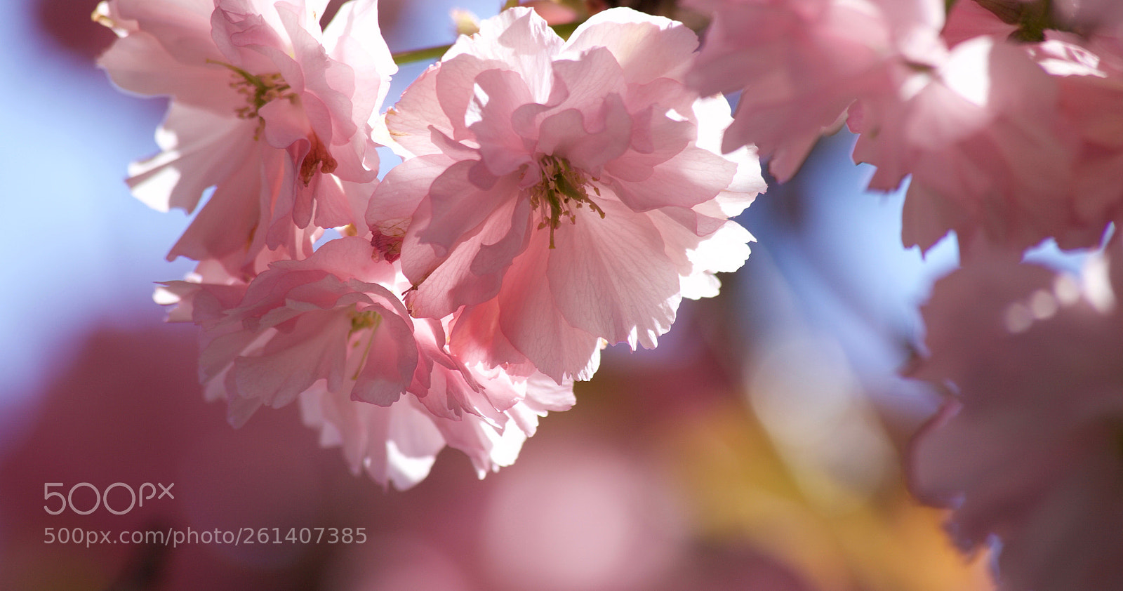 Canon EOS 5D Mark II sample photo. *∗⃰❊ photography