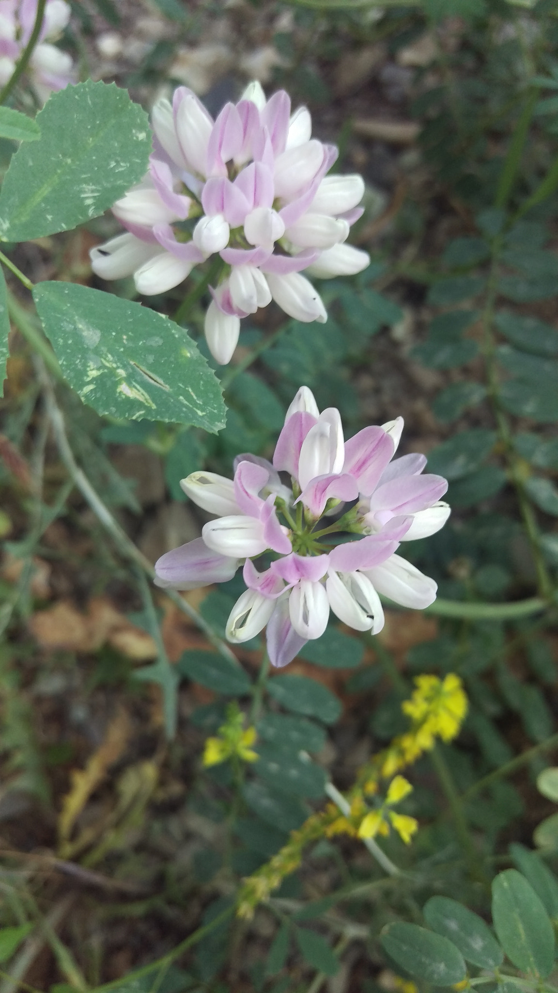 HTC ONE M9 sample photo. Wild flowers photography