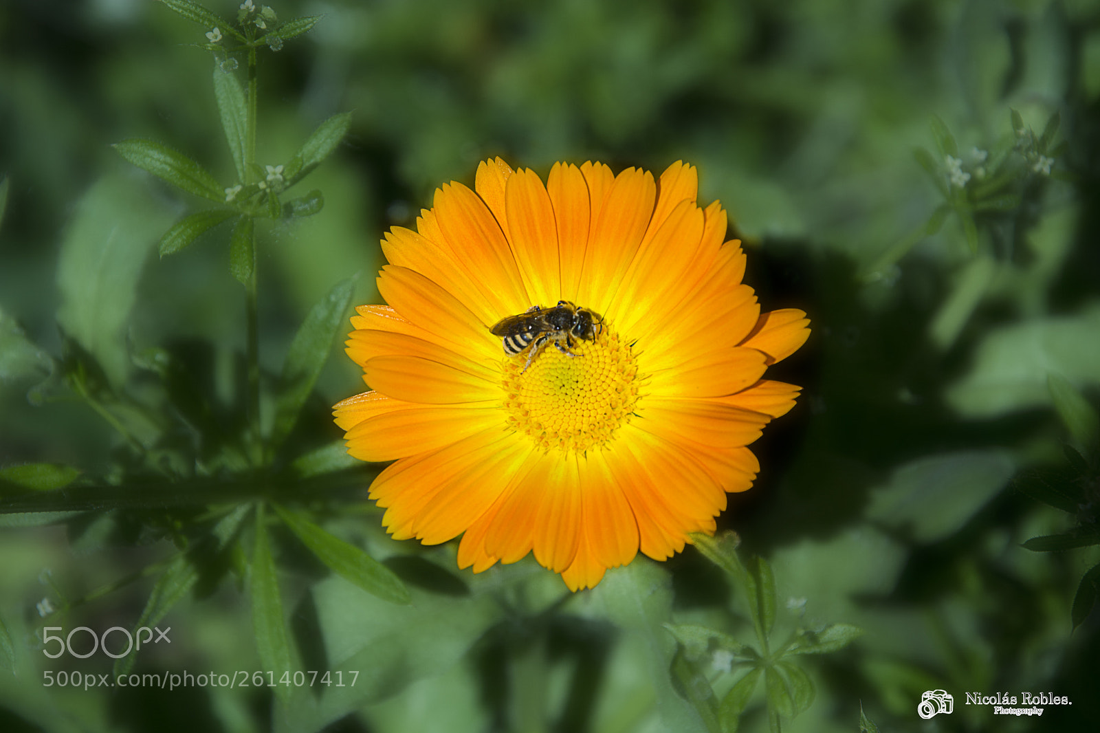 Nikon D7100 sample photo. Calendula photography