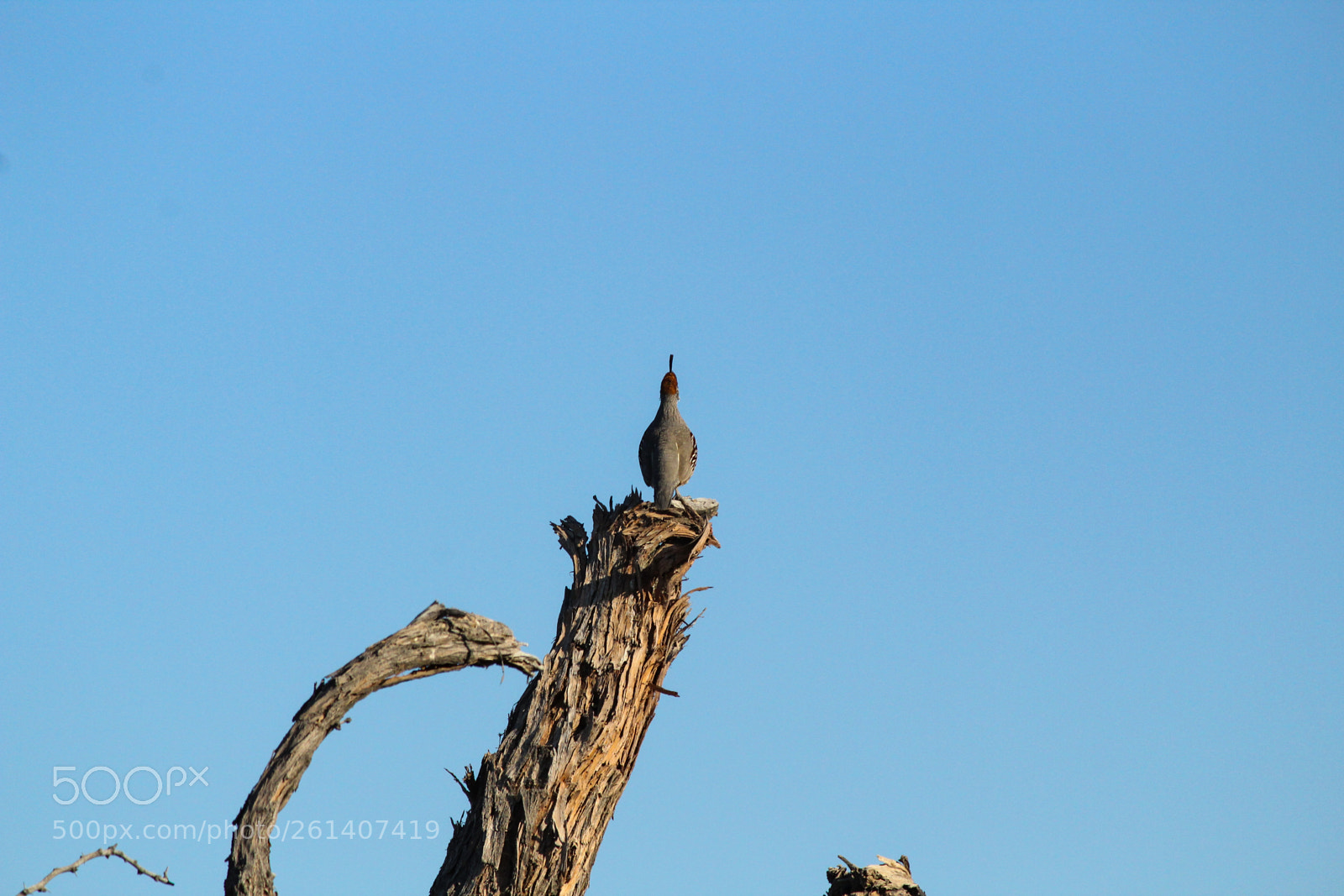 Canon EOS 1300D (EOS Rebel T6 / EOS Kiss X80) sample photo. My backyard photography