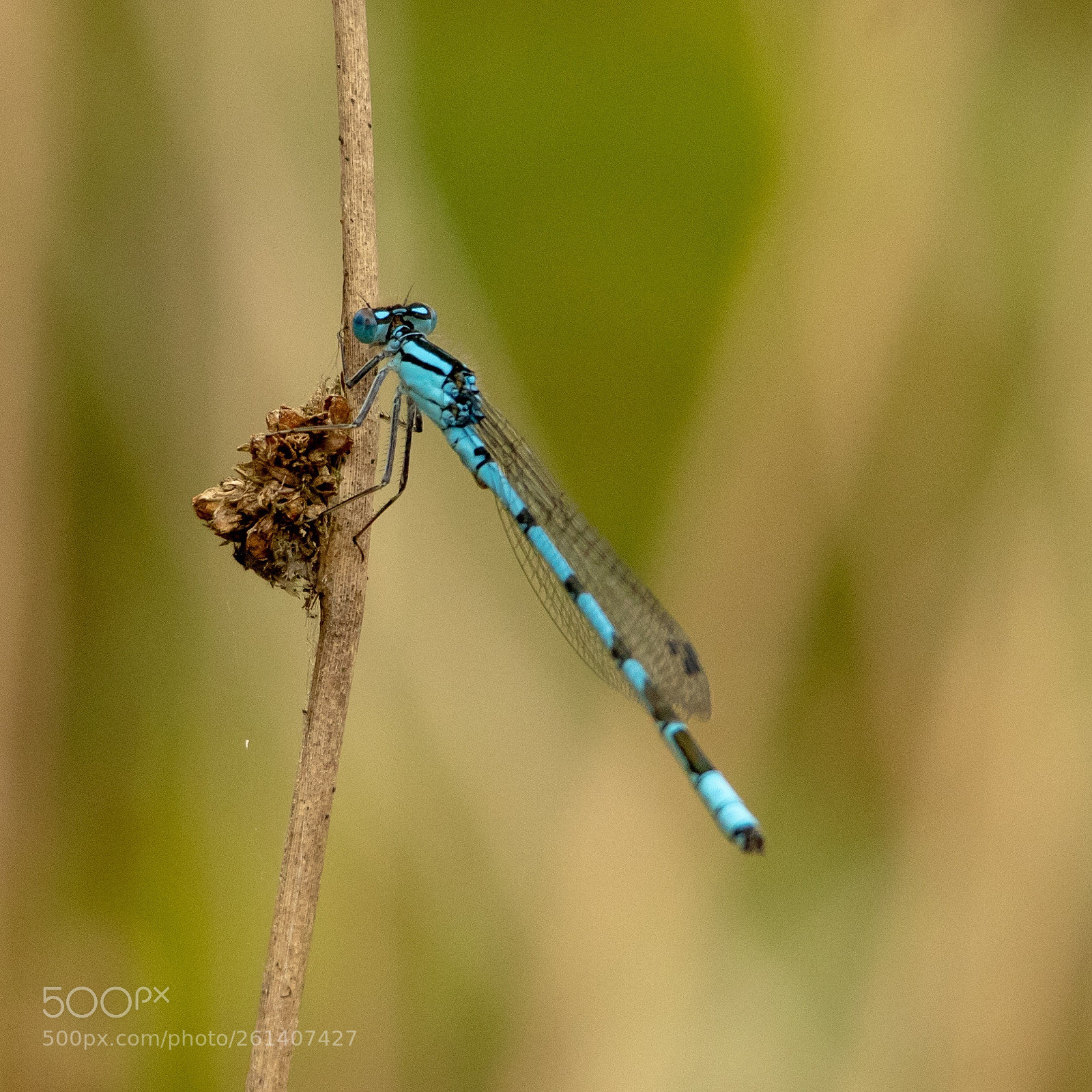 Canon EOS 1300D (EOS Rebel T6 / EOS Kiss X80) sample photo. Common blue damselfly photography