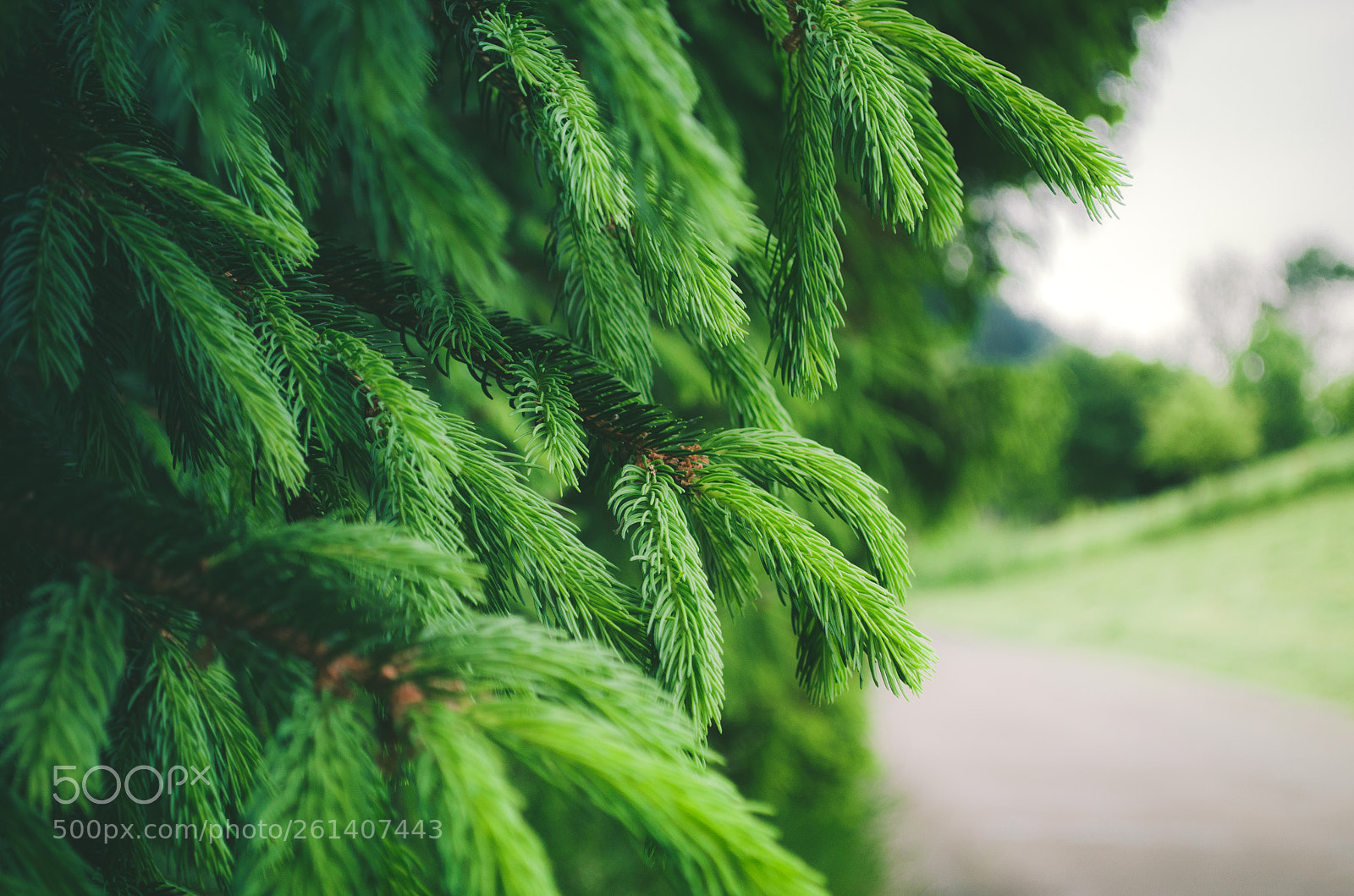 Nikon D5100 sample photo. Nature photography