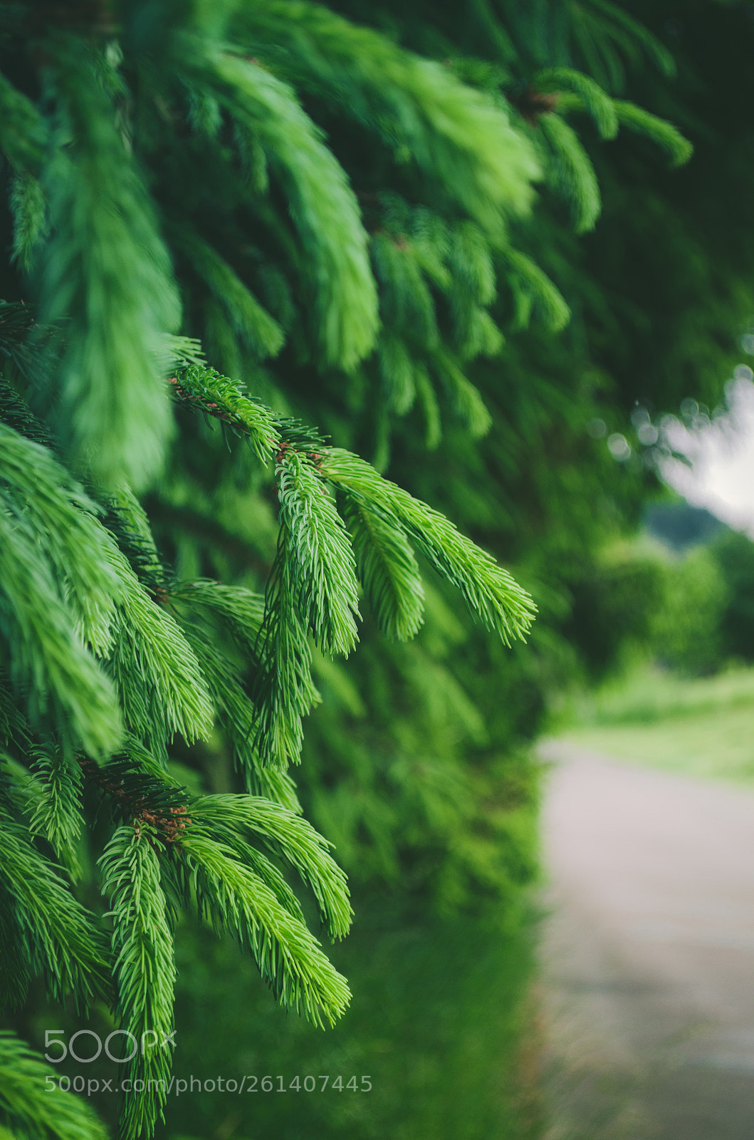 Nikon D5100 sample photo. Nature photography