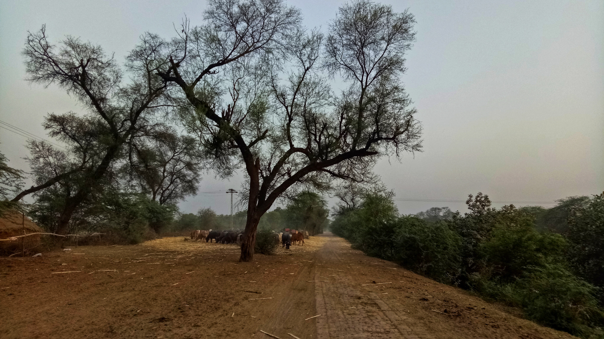 OPPO A1601 sample photo. Tree talk photography
