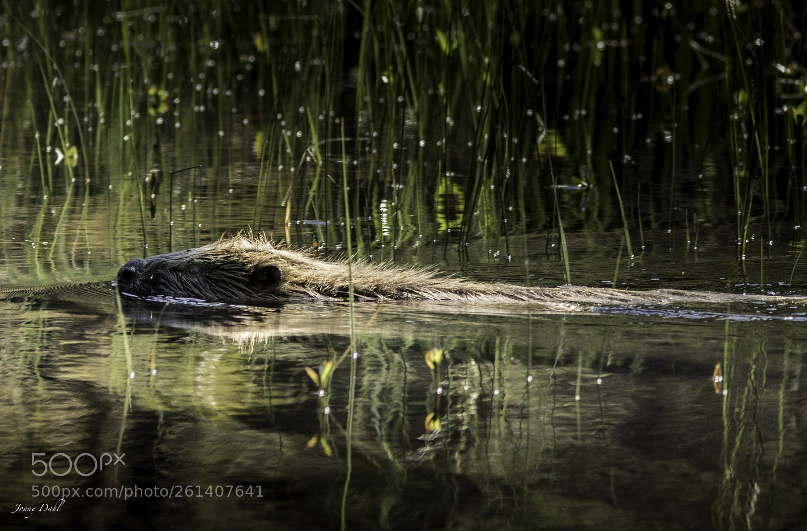 Canon EOS 5D Mark IV sample photo. Floating beaver photography