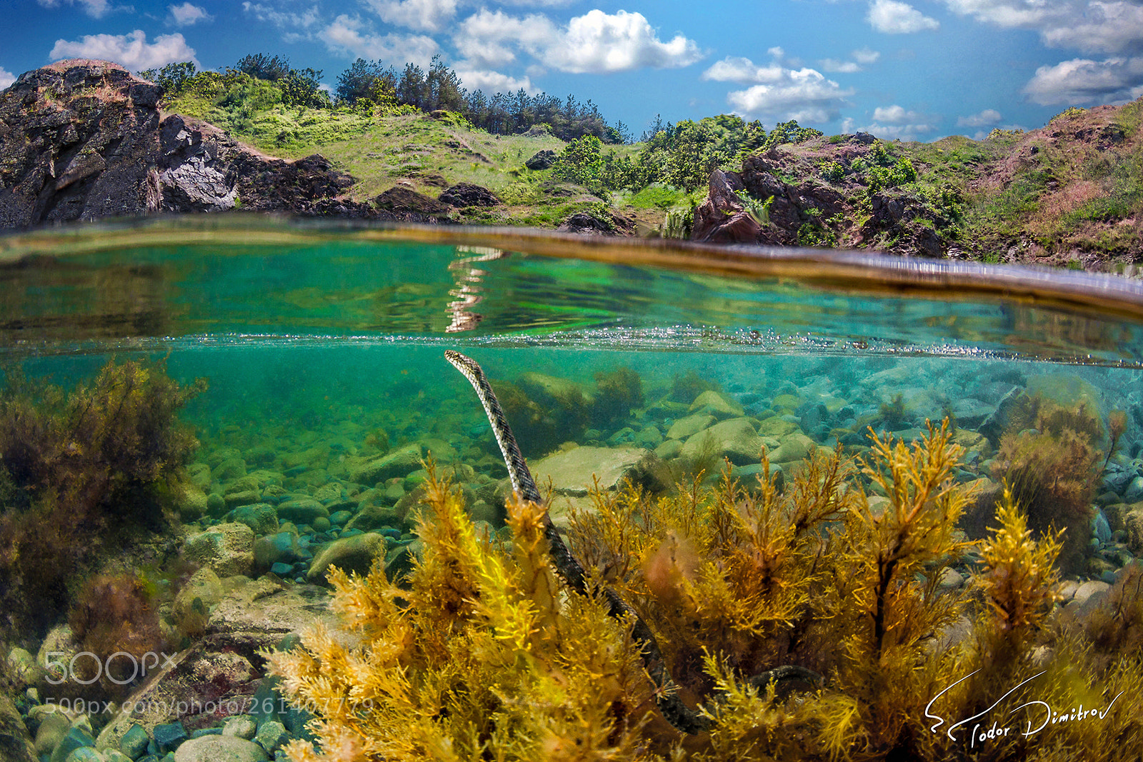 Canon EOS 50D sample photo. Split level algae with photography
