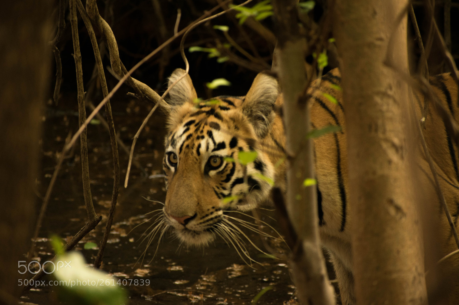 Nikon D5300 sample photo. Wild cat photography