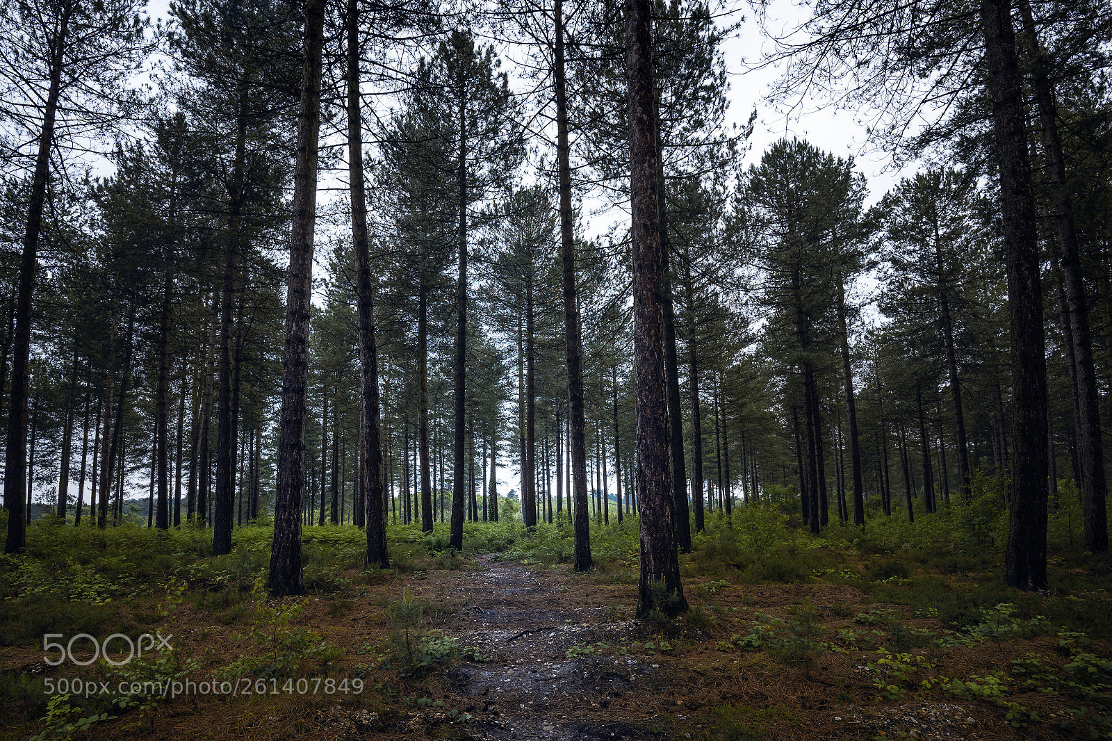 Nikon D610 sample photo. Sopley woods photography