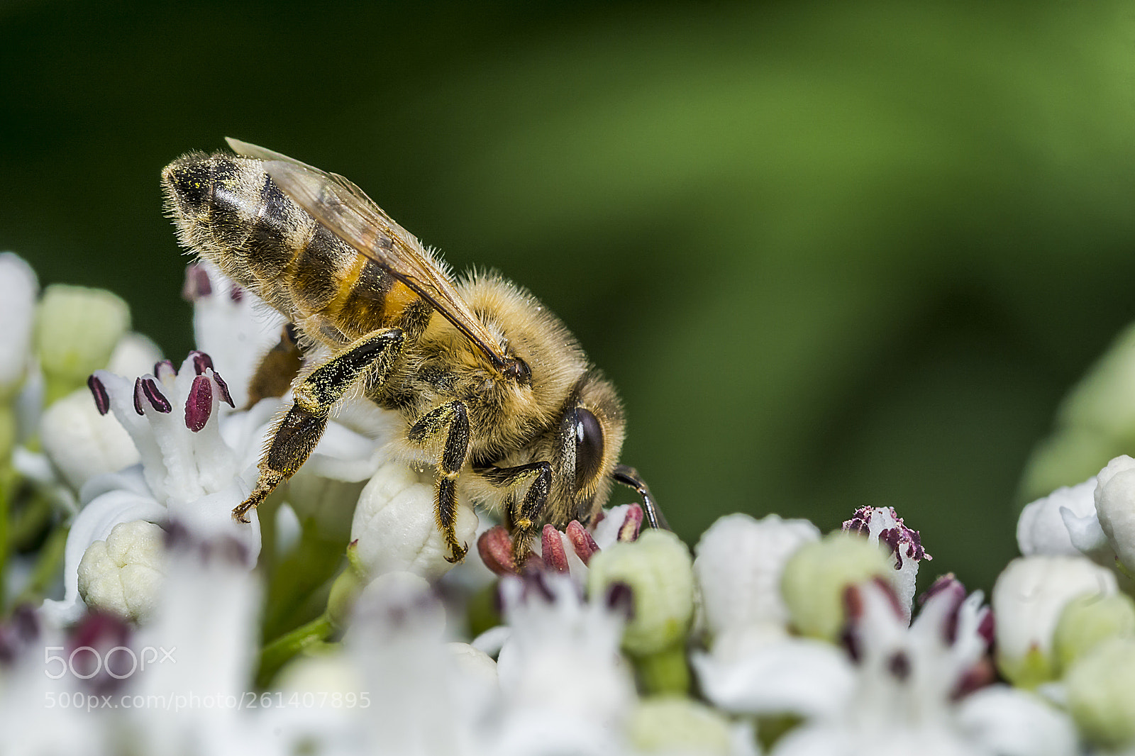 Sony a6000 sample photo. Bee 77 photography