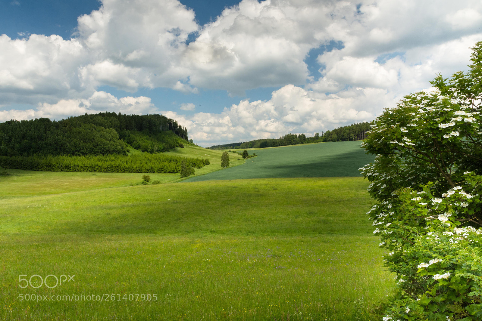 Nikon D7200 sample photo. Green fields photography