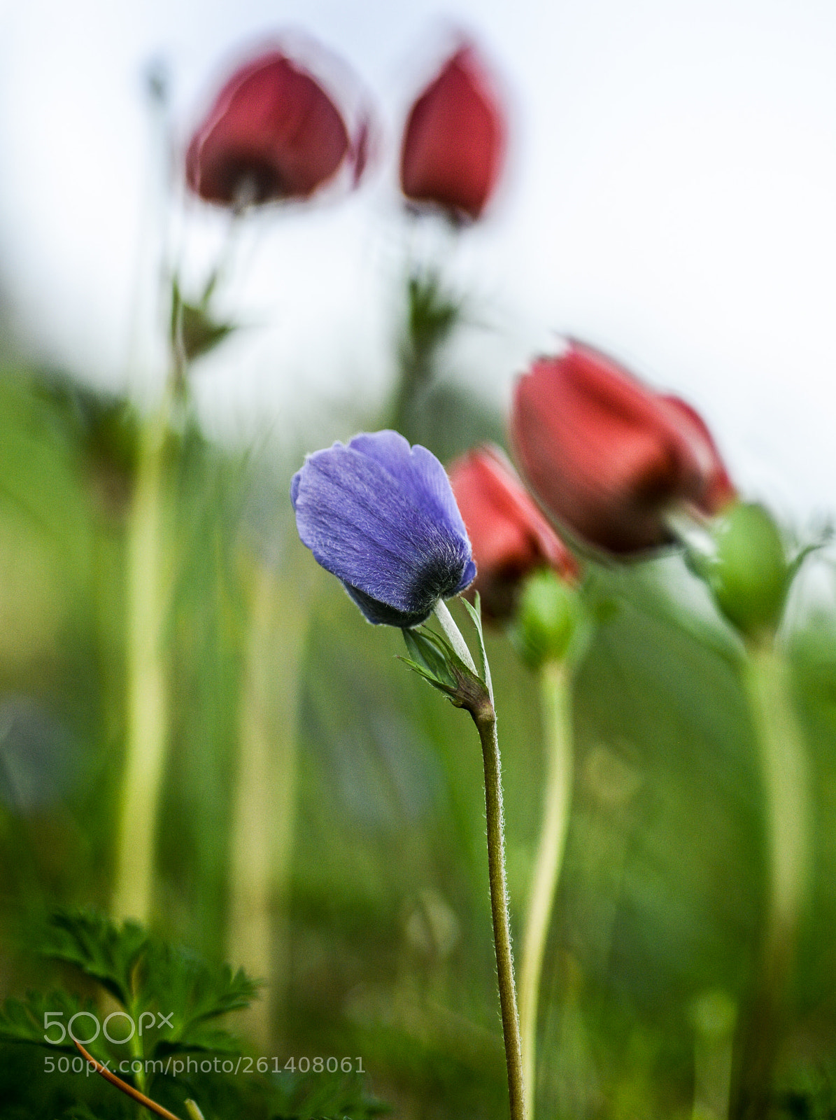 Nikon D7100 sample photo. Anemone photography