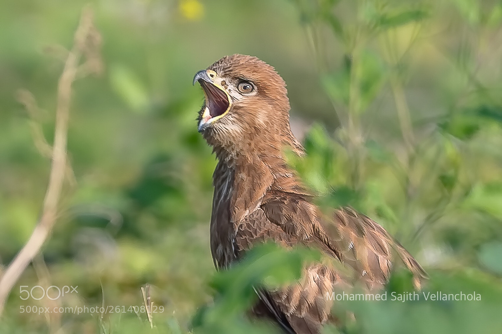 Canon EOS 5D Mark IV sample photo. Long legged buzzard photography