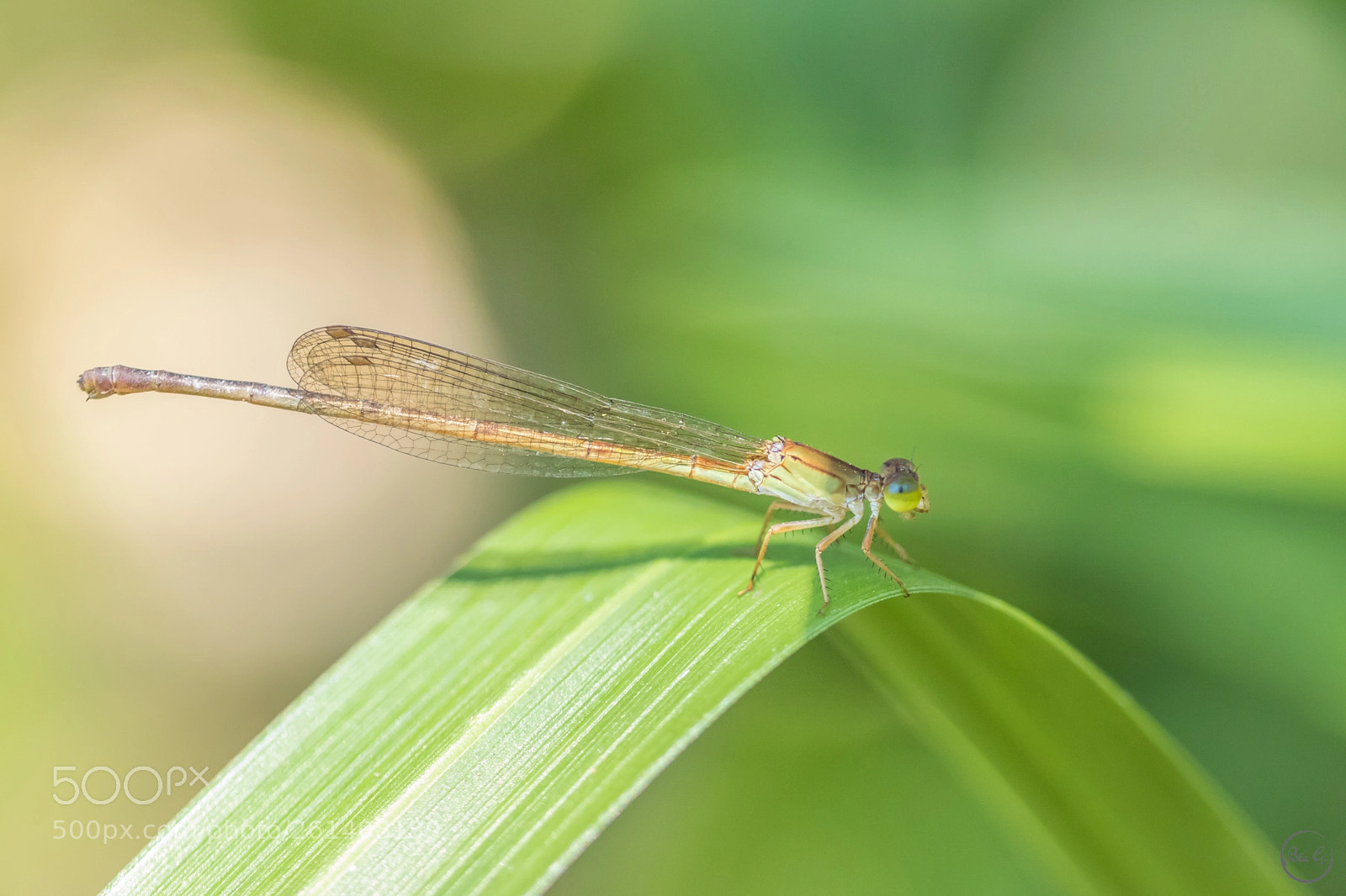 Canon EOS 80D sample photo. Agrion photography