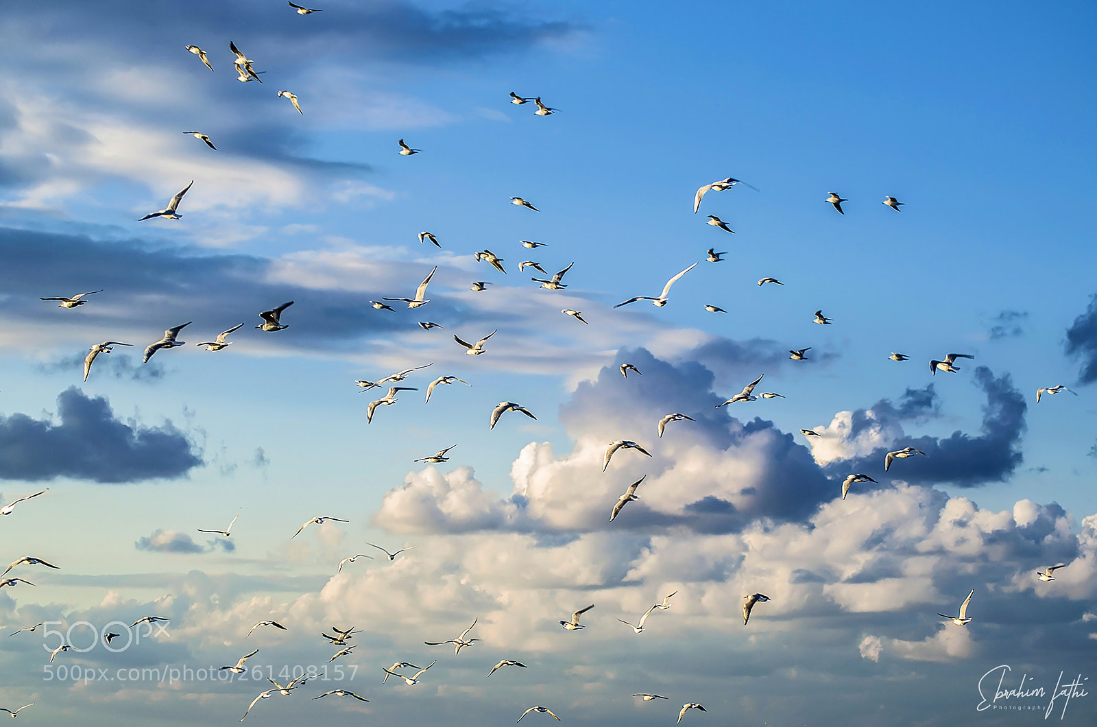 Nikon D7000 sample photo. Birds photography