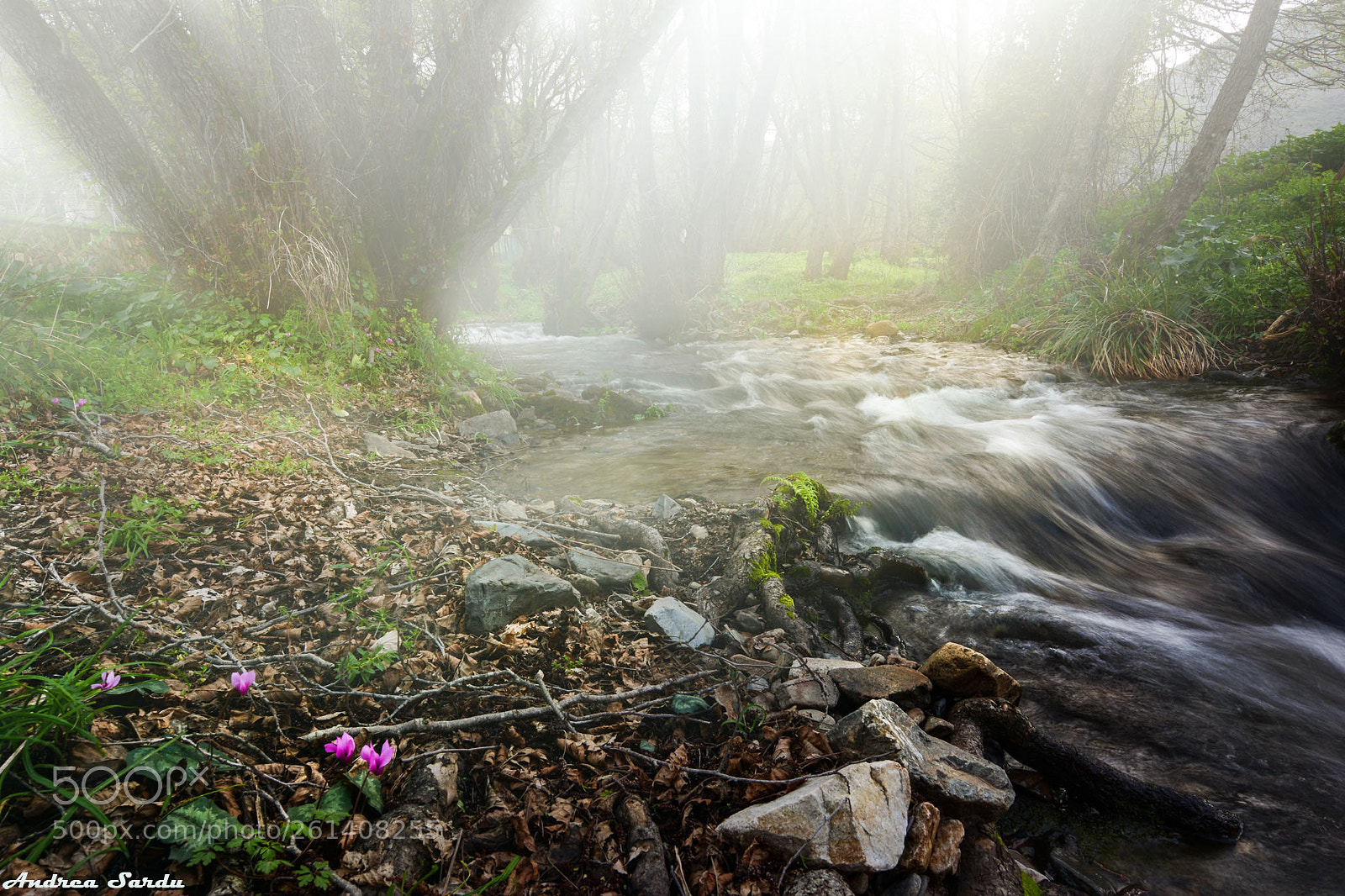 Nikon D7100 sample photo. Forest photography