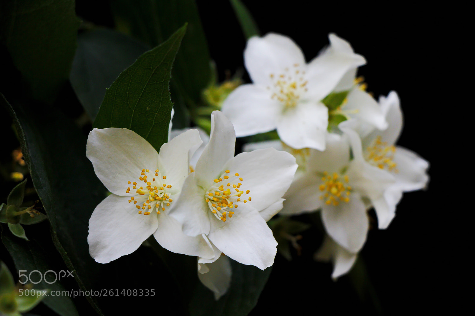 Canon EOS 60D sample photo. Untitled photography