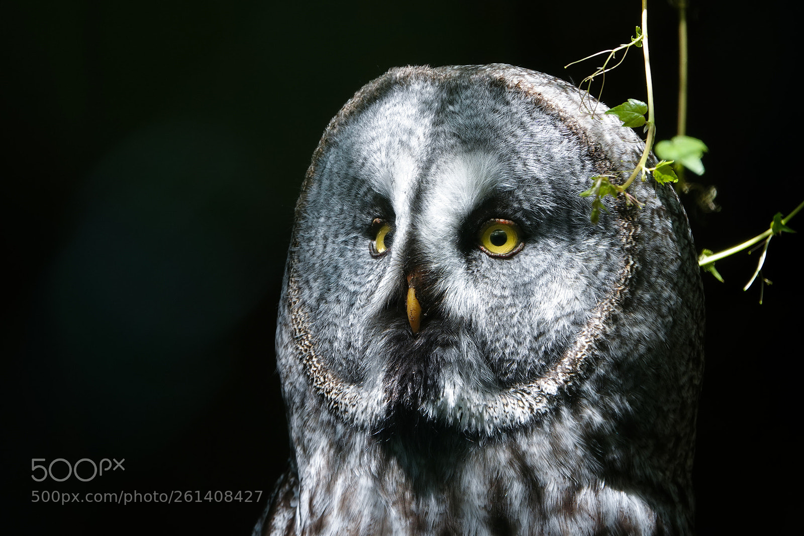 Sony Cyber-shot DSC-RX10 IV sample photo. Owl photography