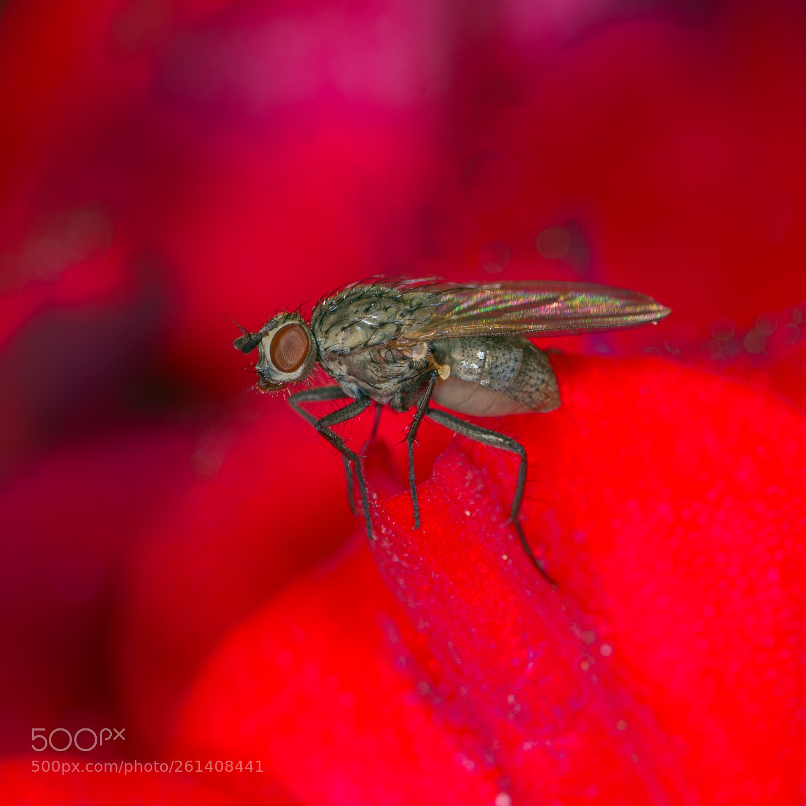 Nikon D7200 sample photo. Fly in scarlet photography