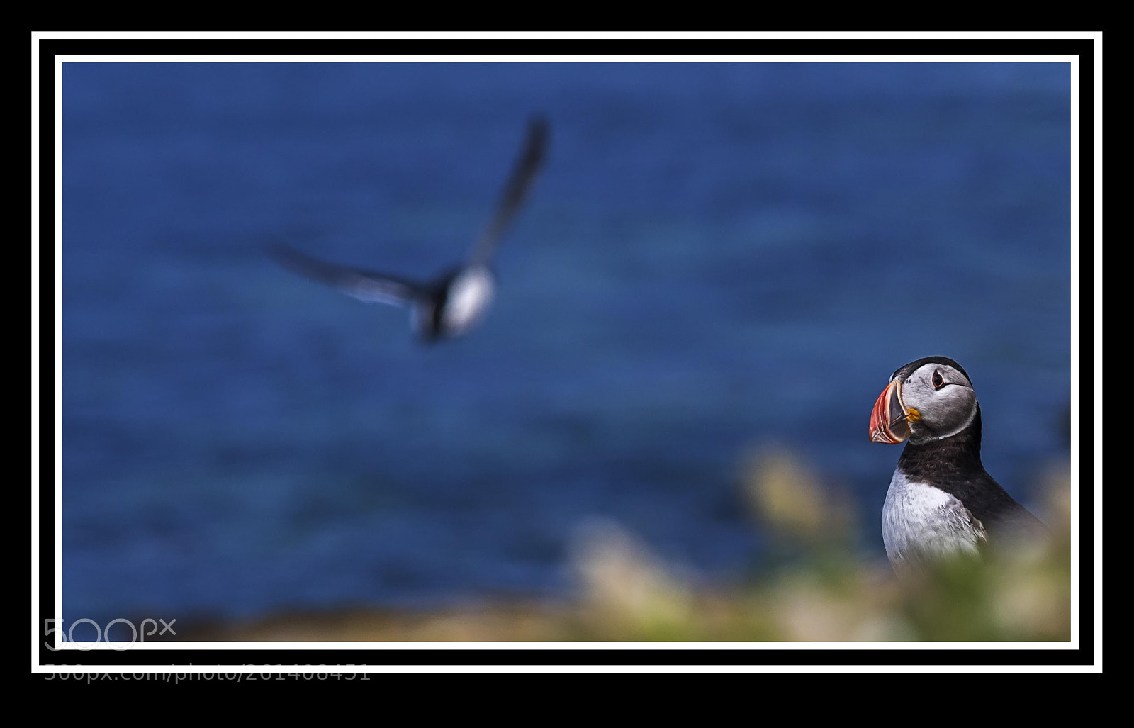 Canon EOS 6D Mark II sample photo. Puffin photography