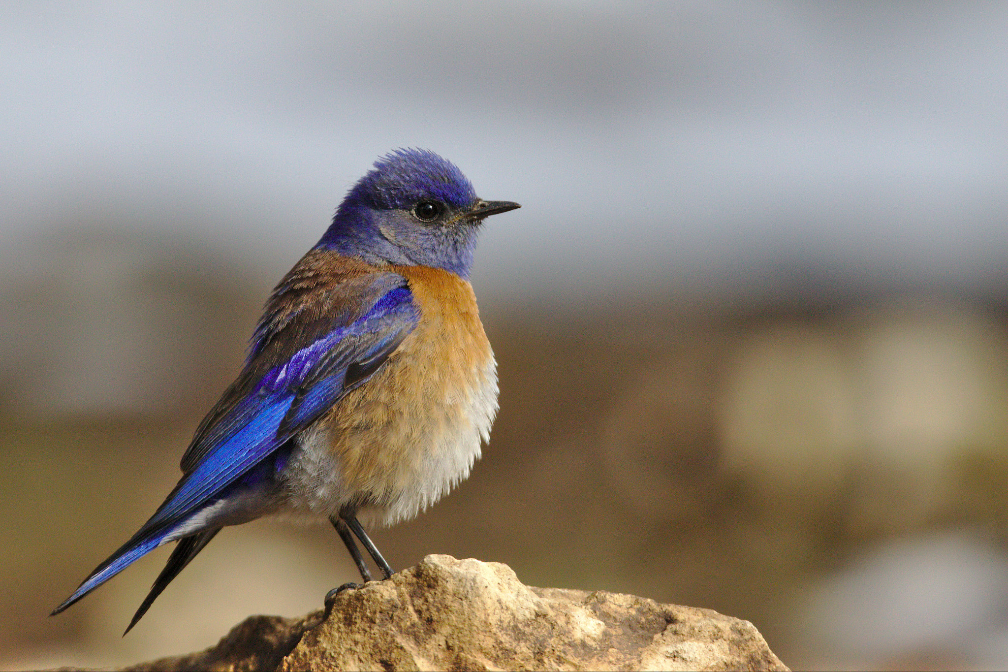 Sigma 150-600mm F5-6.3 DG OS HSM | C sample photo. Western bluebird portrait photography