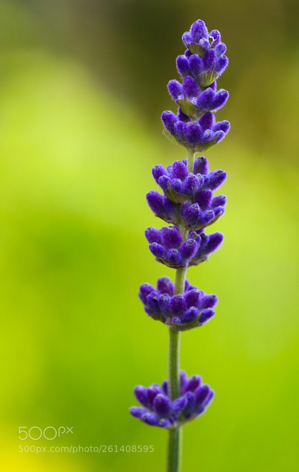Canon EOS 750D (EOS Rebel T6i / EOS Kiss X8i) sample photo. Color and frangrance photography