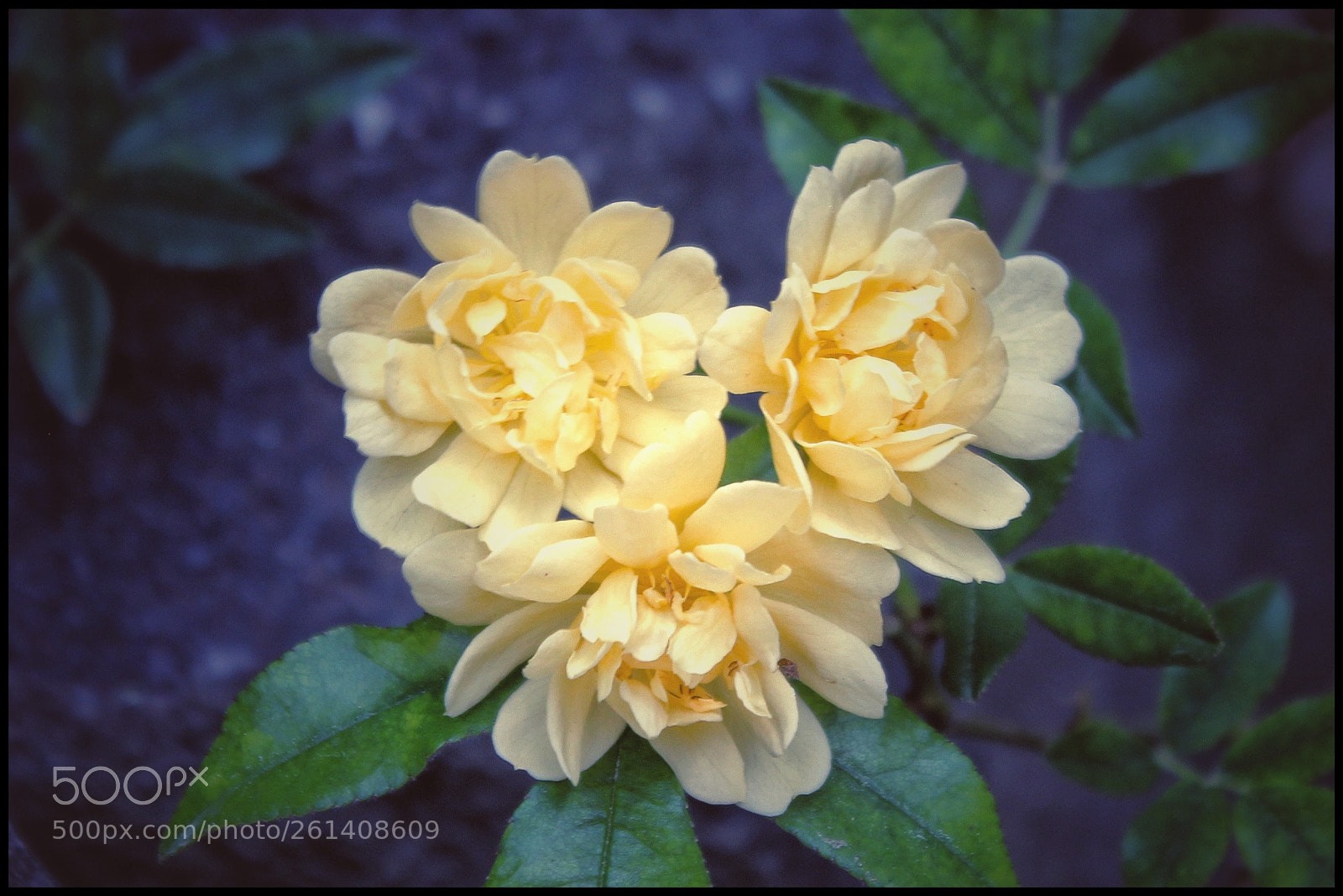 Canon EOS 1300D (EOS Rebel T6 / EOS Kiss X80) sample photo. ... photography