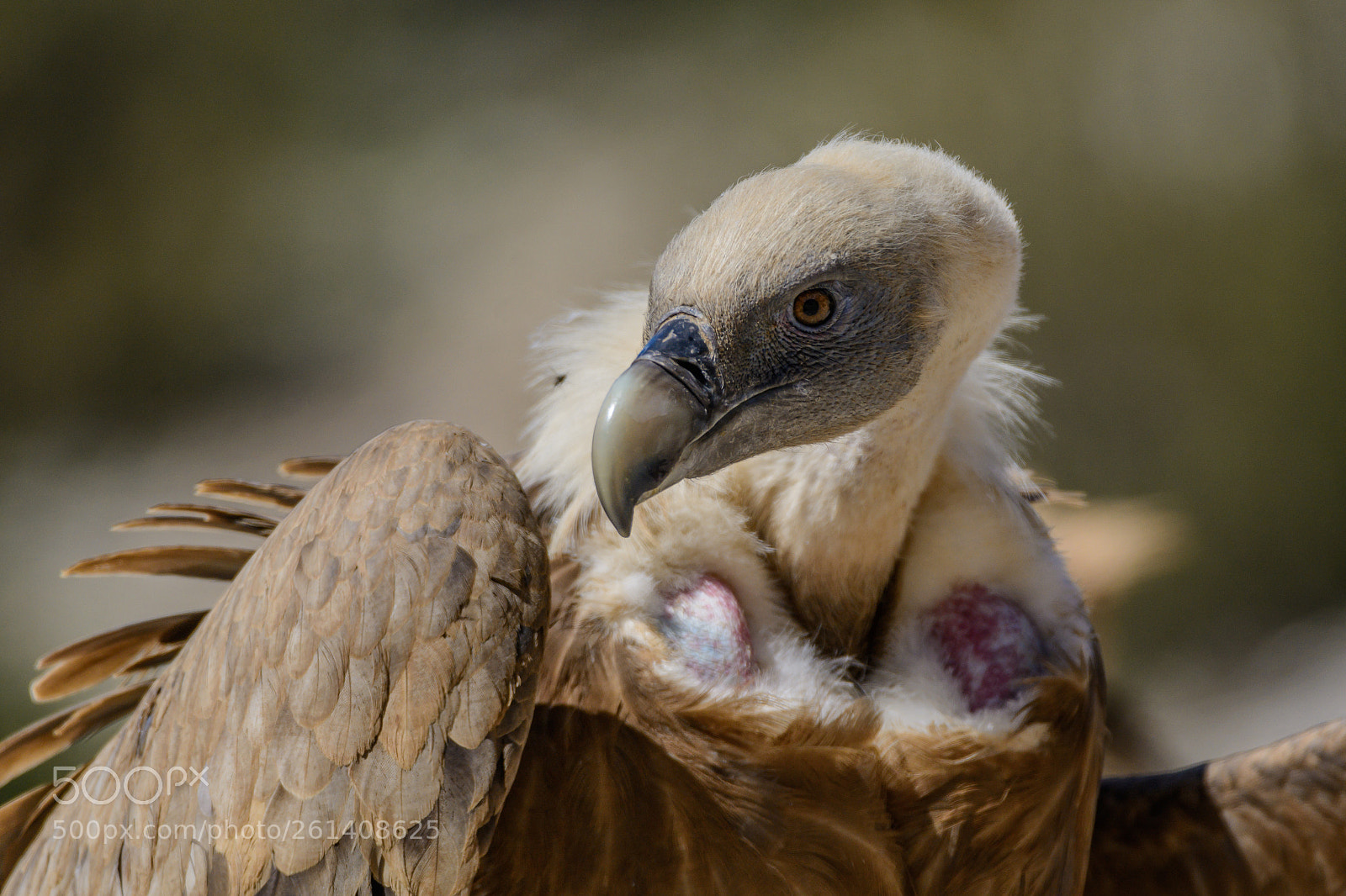 Nikon D7100 sample photo. Buitre leonado (gyps fulvus) photography