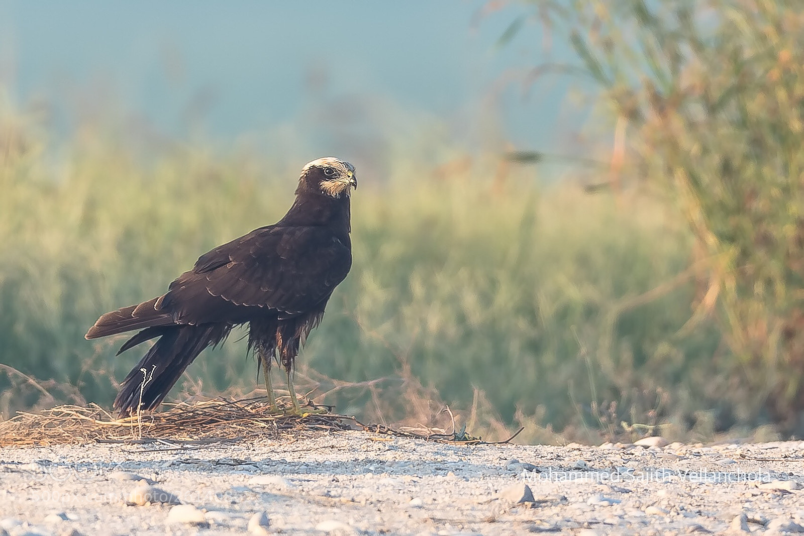 Canon EOS 5D Mark IV sample photo. Marsh harrier photography