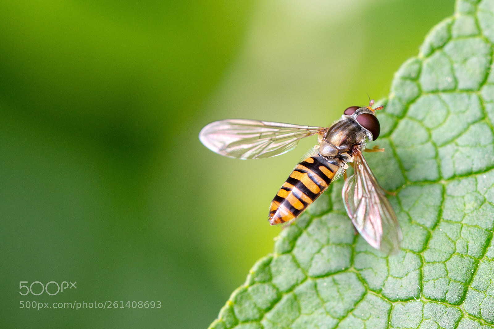 Canon EOS 70D sample photo. Marmalade hoverfly photography