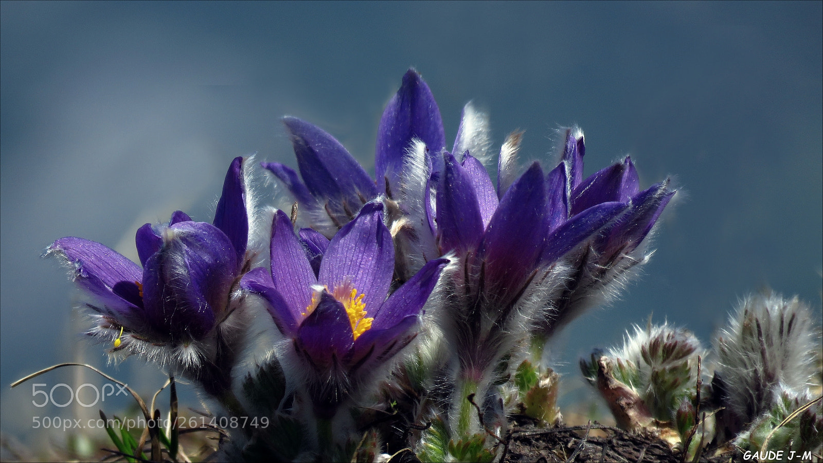 Canon PowerShot SX60 HS sample photo. Anémones pulsatilles photography