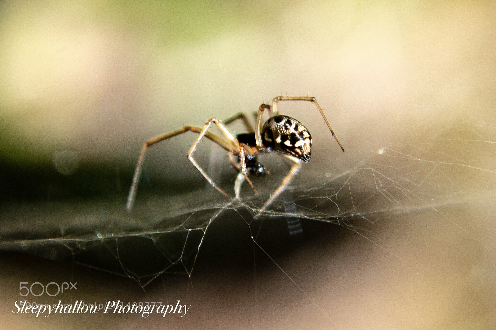 Canon EOS 1300D (EOS Rebel T6 / EOS Kiss X80) sample photo. Baby black widow photography