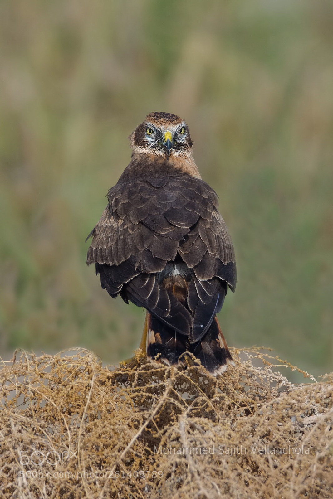 Canon EOS 5D Mark IV sample photo. Marsh harrier photography
