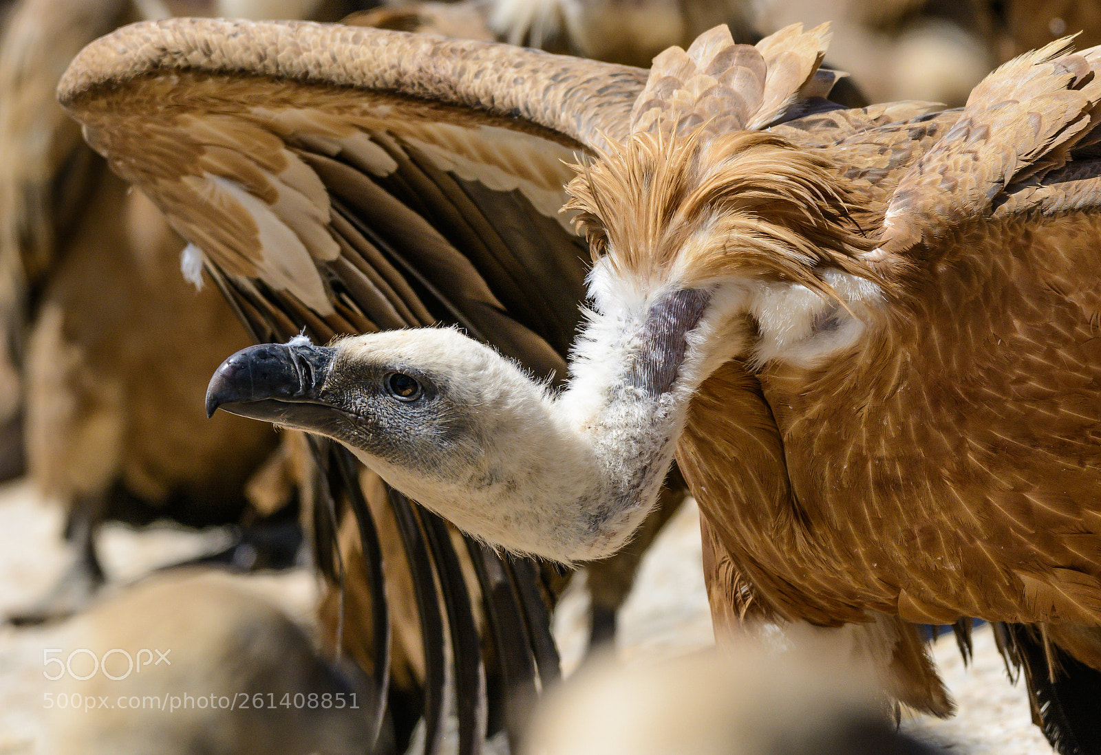 Nikon D7100 sample photo. Buitre lonado gyps fulvus photography
