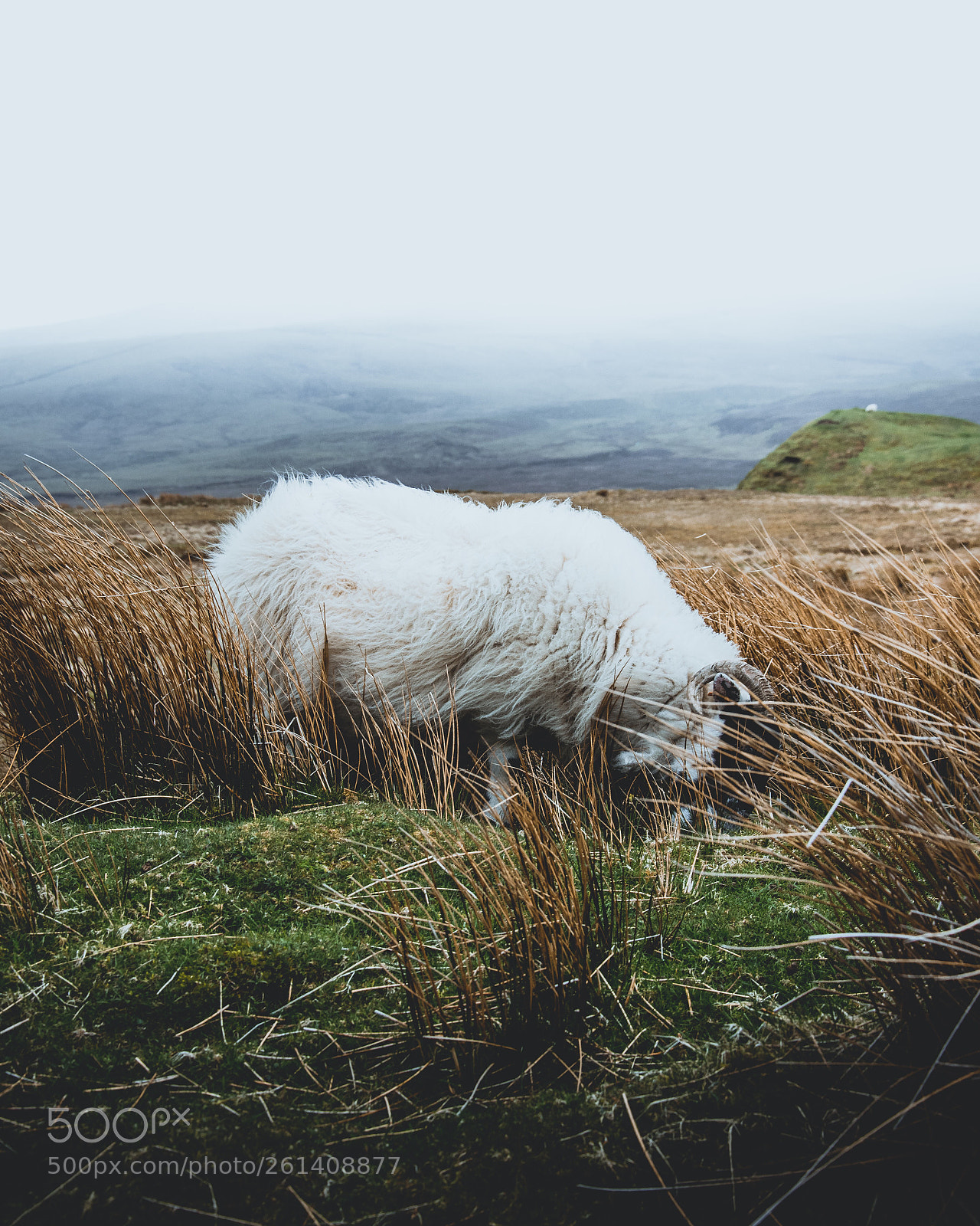 Nikon D3300 sample photo. Scottish nature
 photography