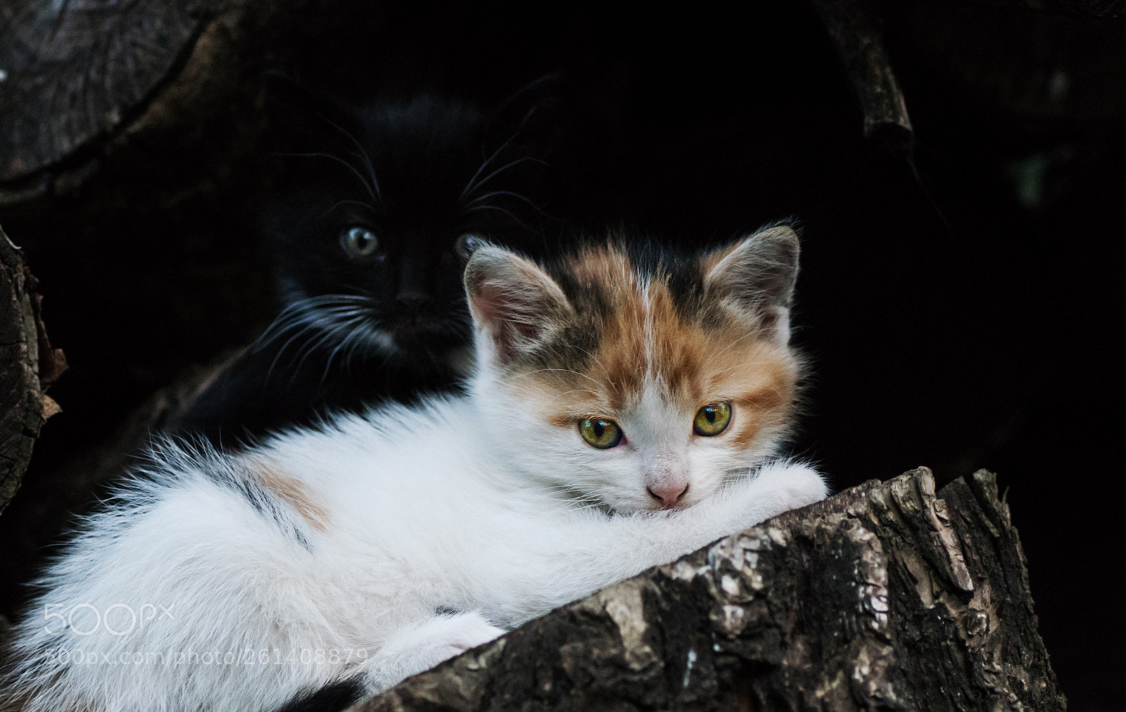 Sony ILCA-77M2 sample photo. 2 sisters photography