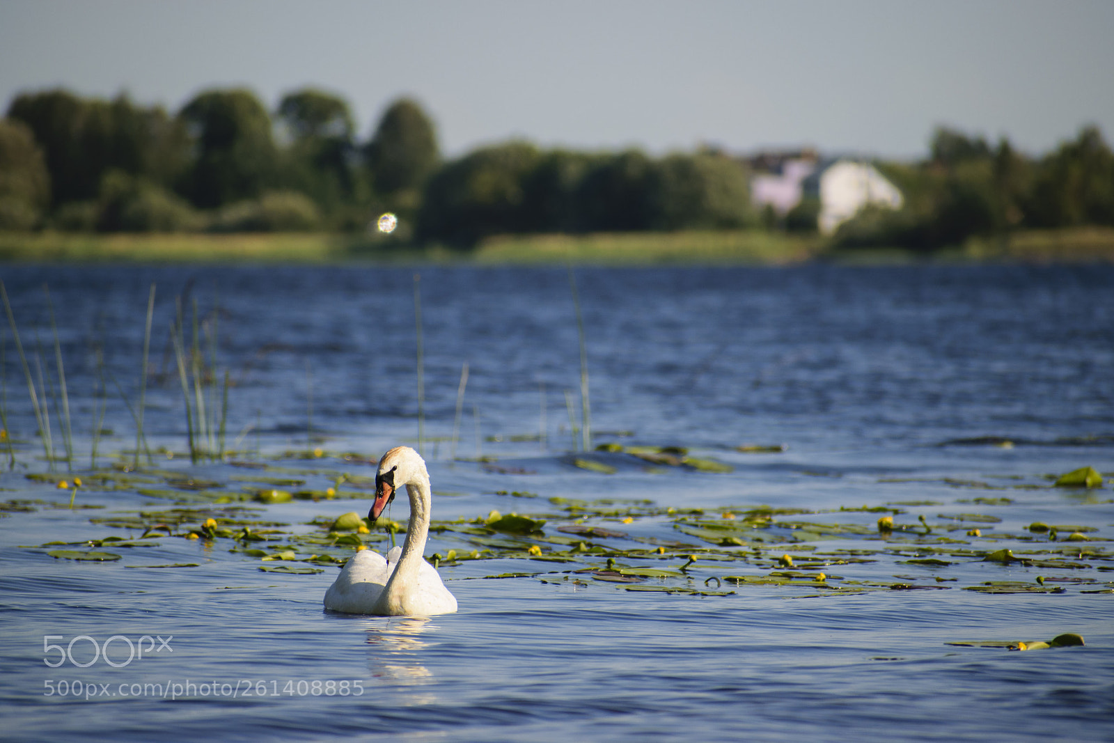 Nikon D5300 sample photo. Cygnus photography