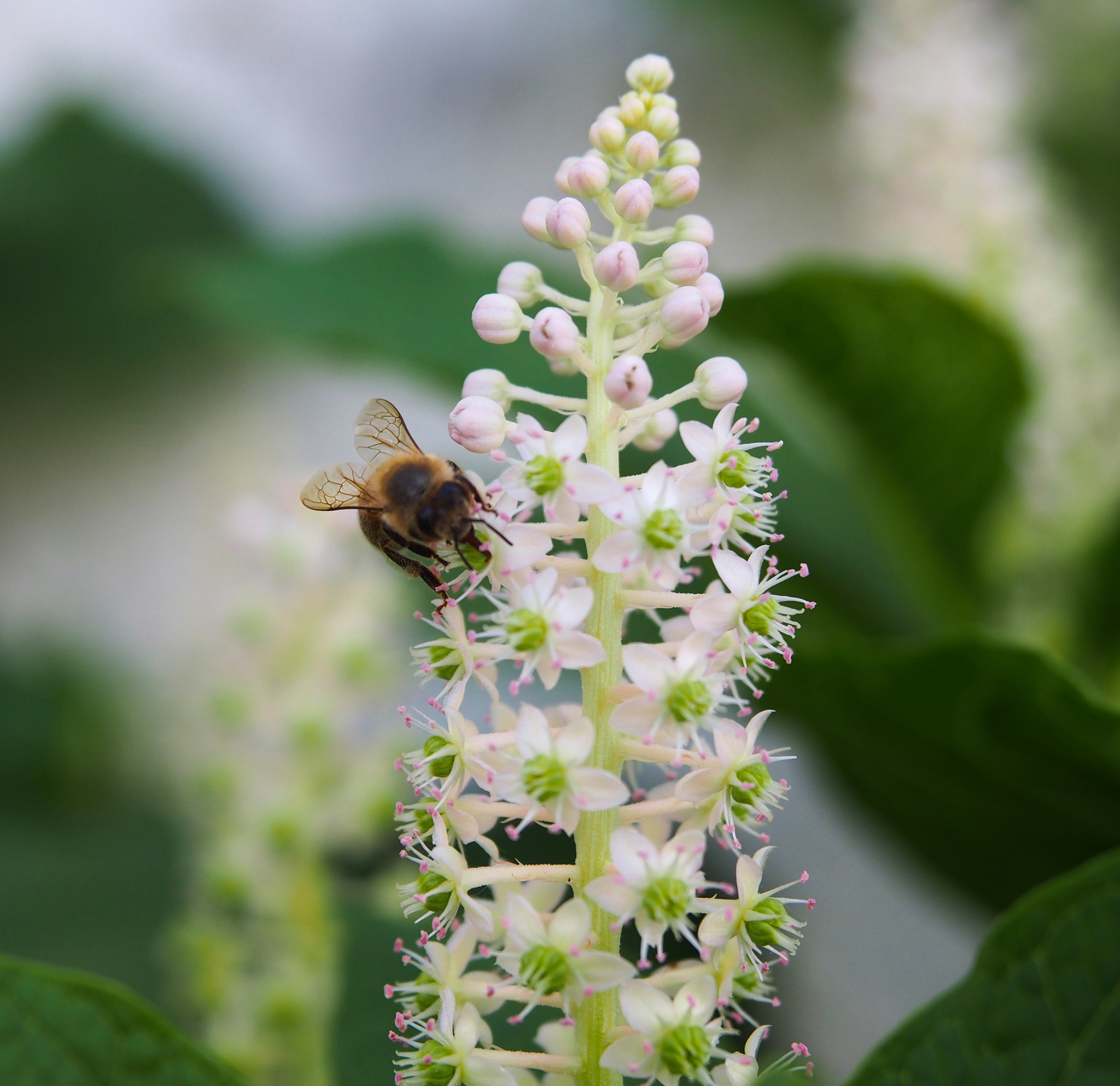 Olympus PEN E-PL5 sample photo. In white photography