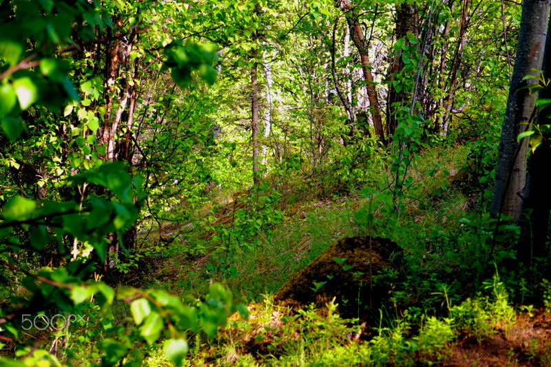 Sony Alpha a5000 (ILCE 5000) sample photo. A walk in the woods photography
