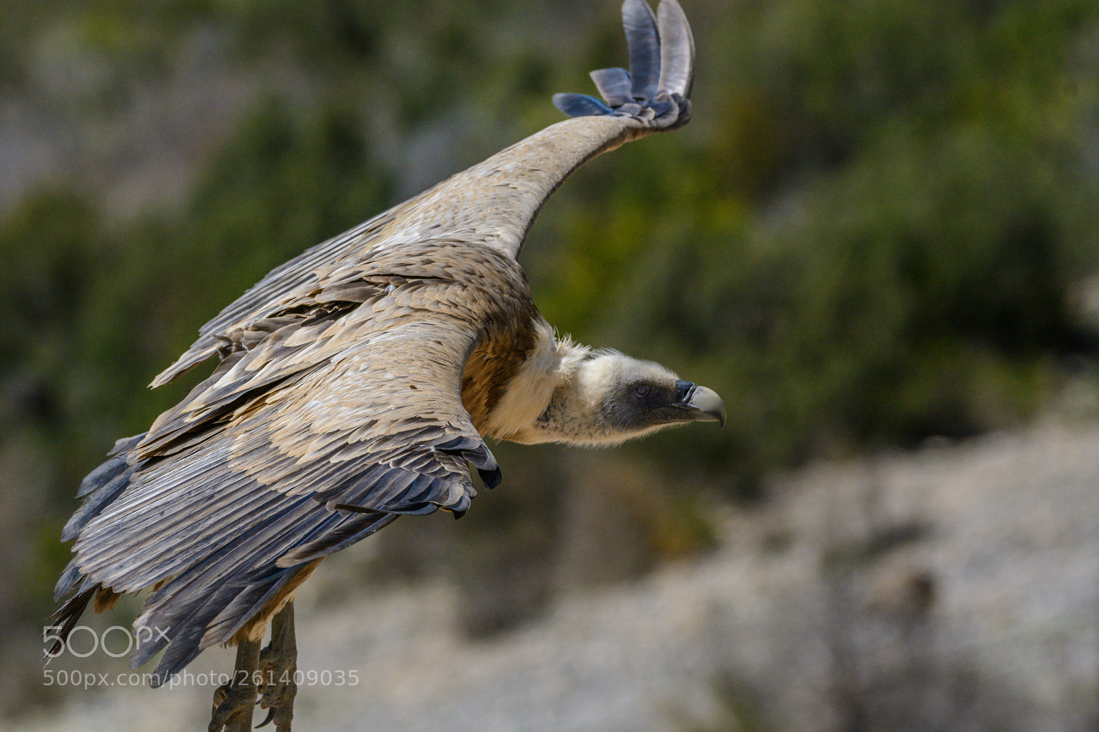 Nikon D7100 sample photo. Buitre leonado gyps fulvus photography